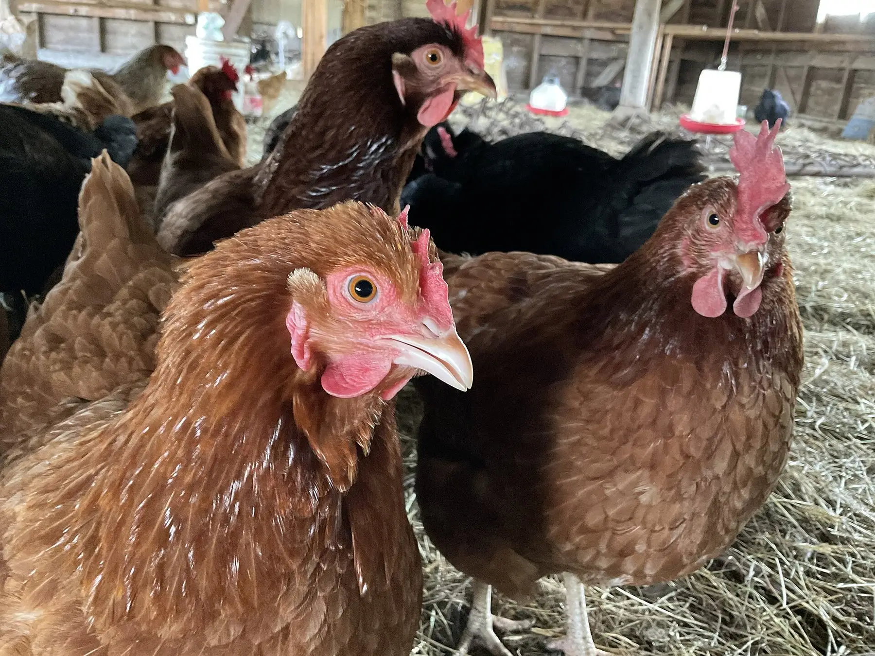 A group of brown laying hens together in a straw-bedded coop
