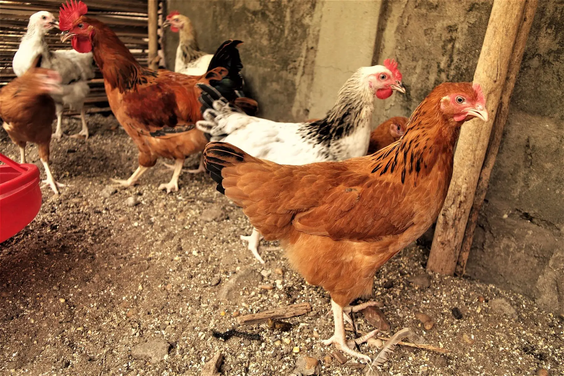 A group of brown and speckled chickens in a shaded shelter