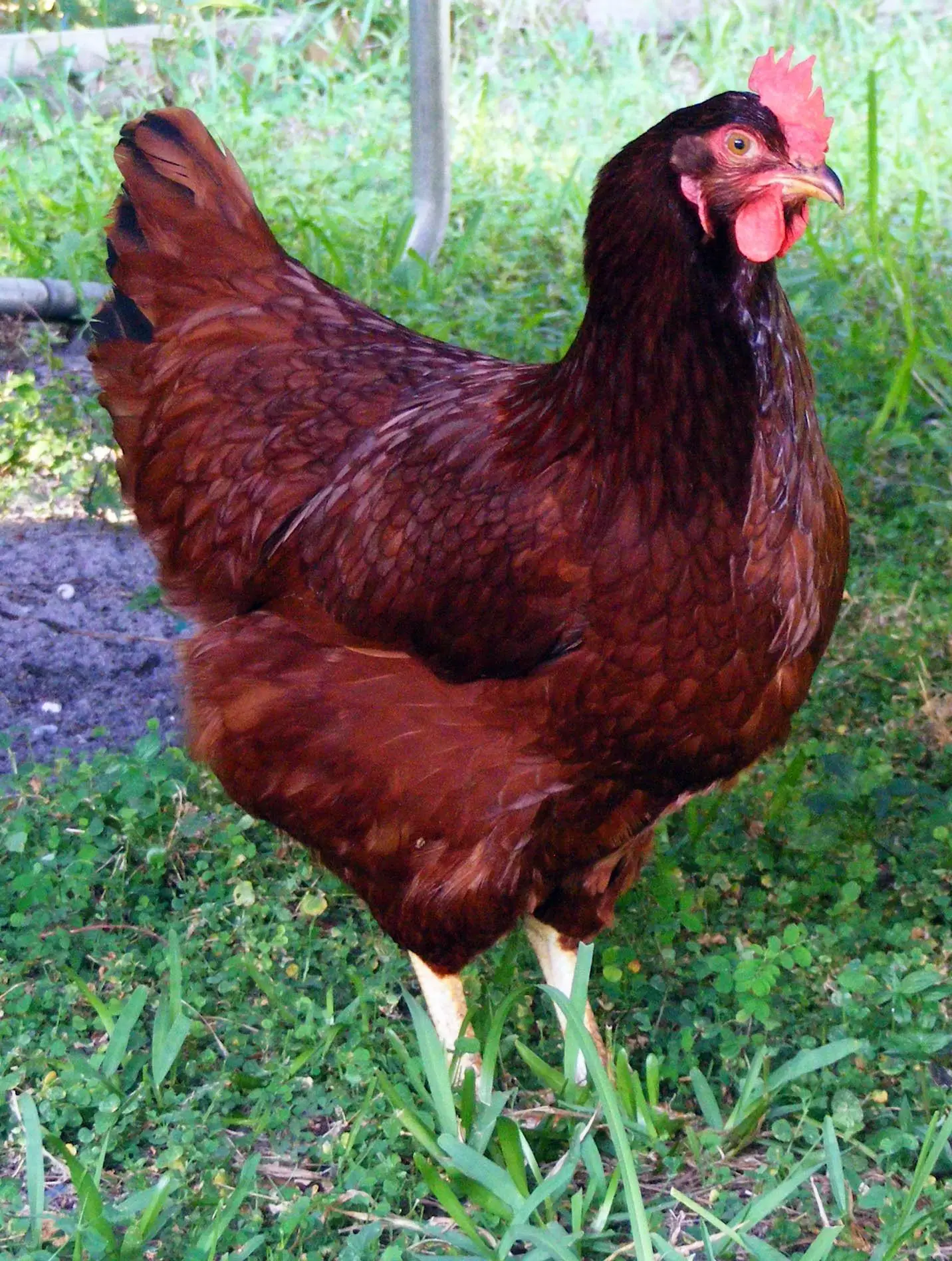A Rhode Island Red hen standing in grass
