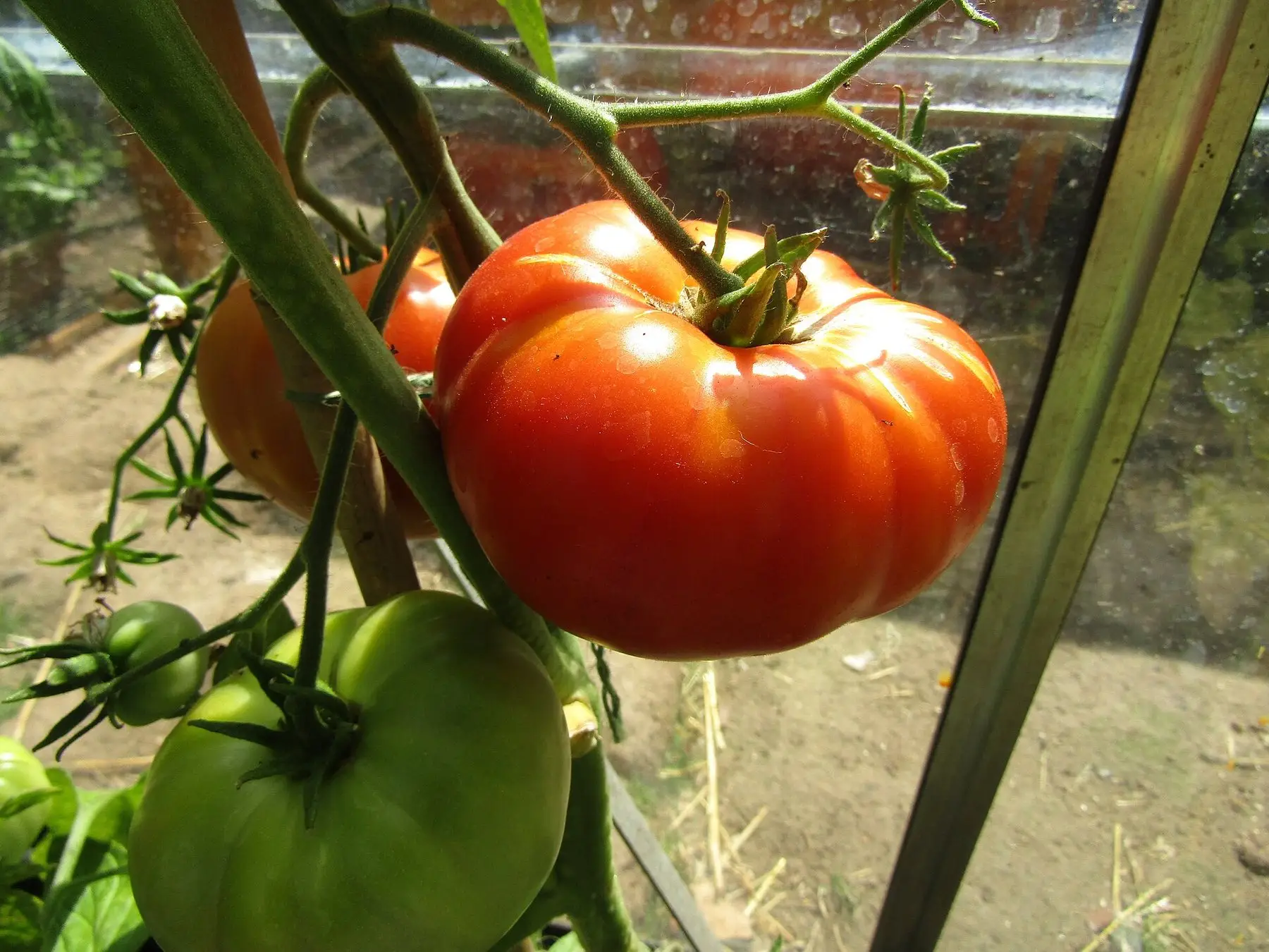 A ripening tomato truss on a plant under glass