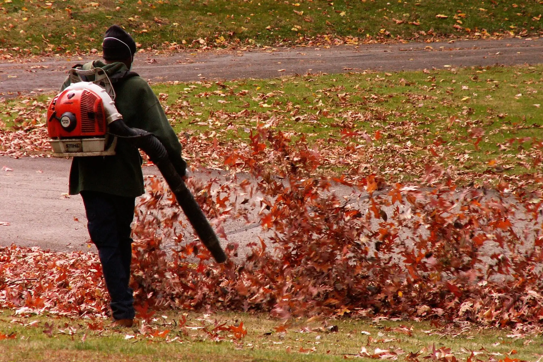 Someone moving a large drift of autumn leaves with a blower