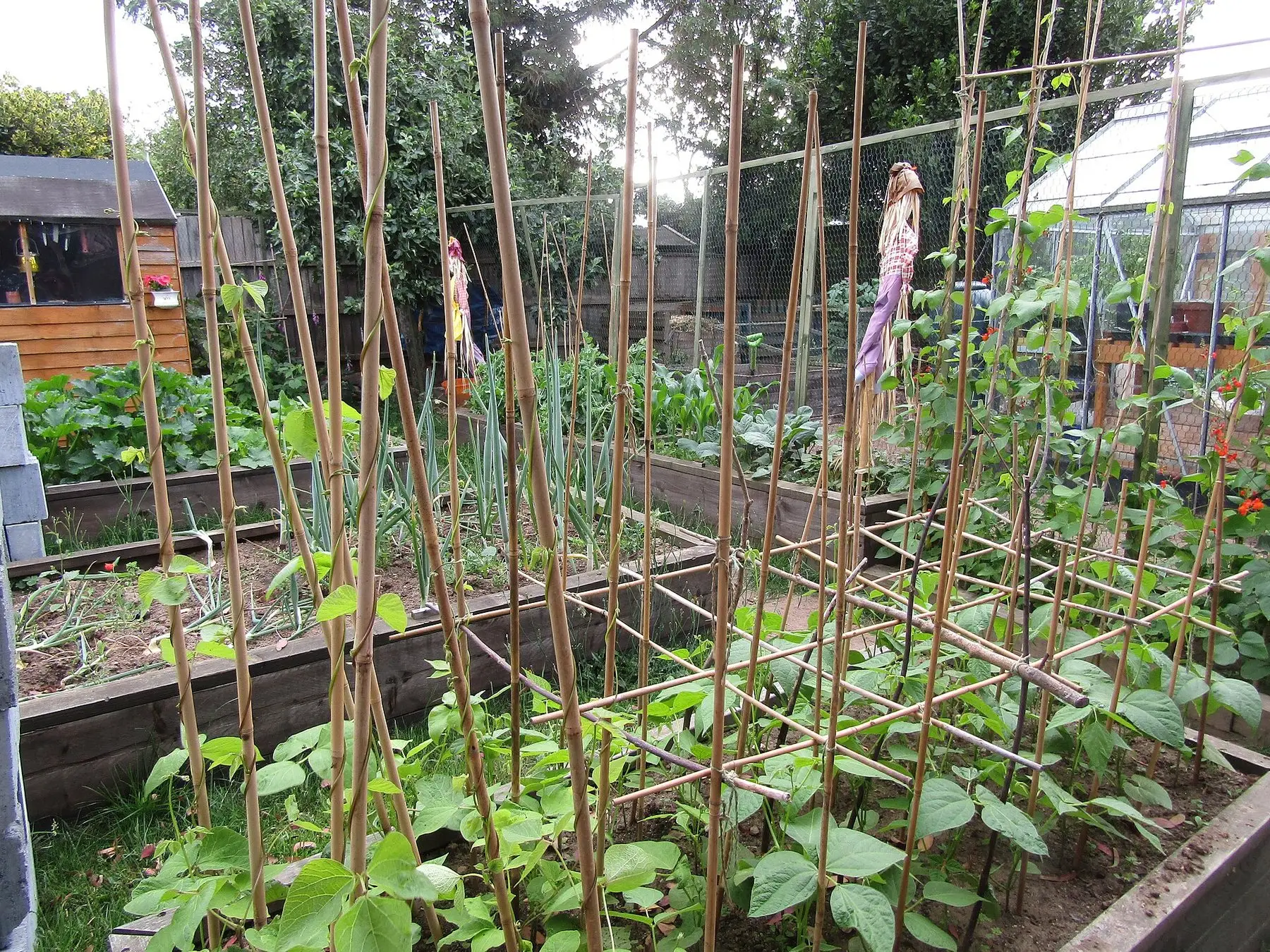 A vegetable garden with several raised beds planted out