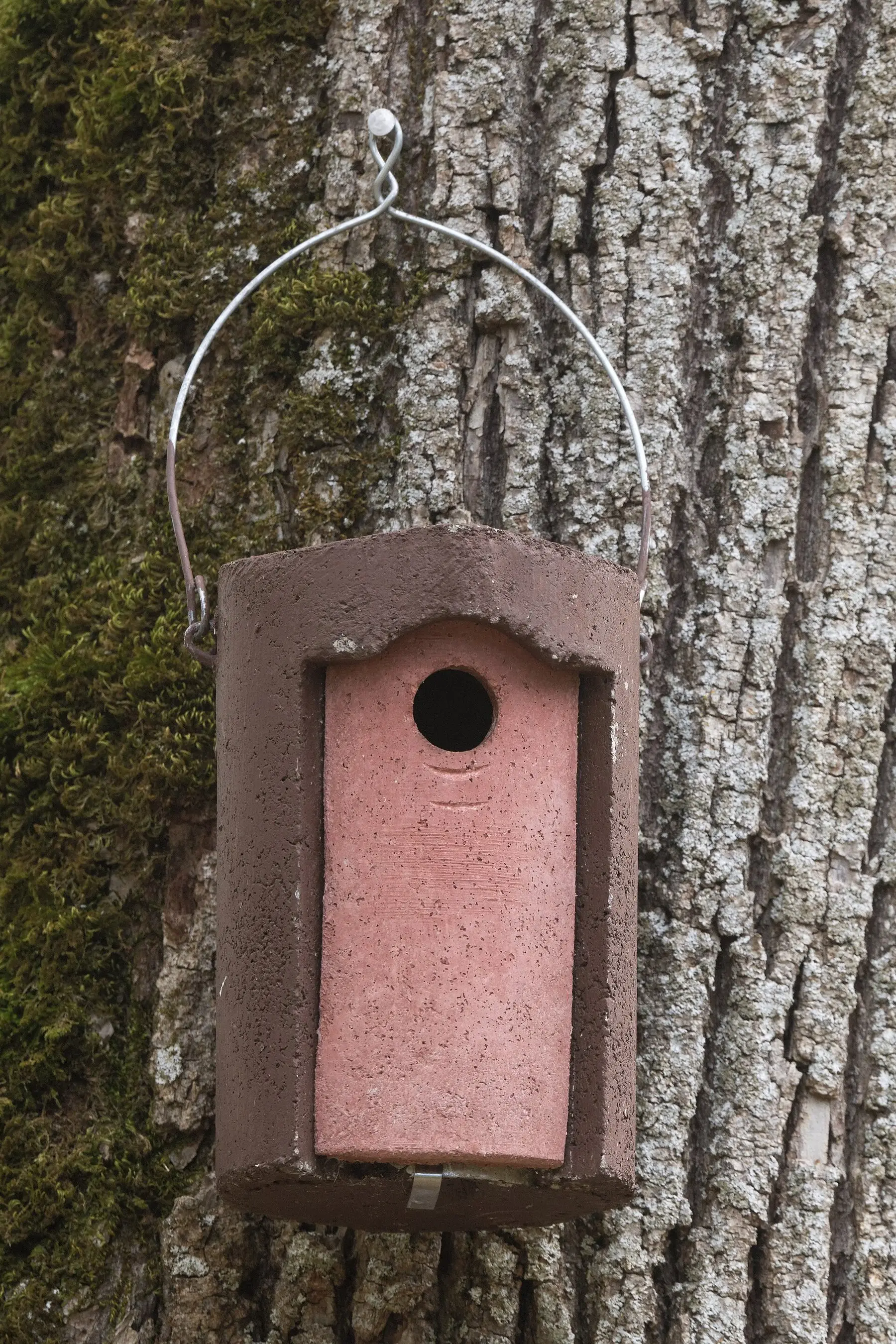 A woodcrete nest box fixed to a tree trunk, its round entrance hole clearly visible