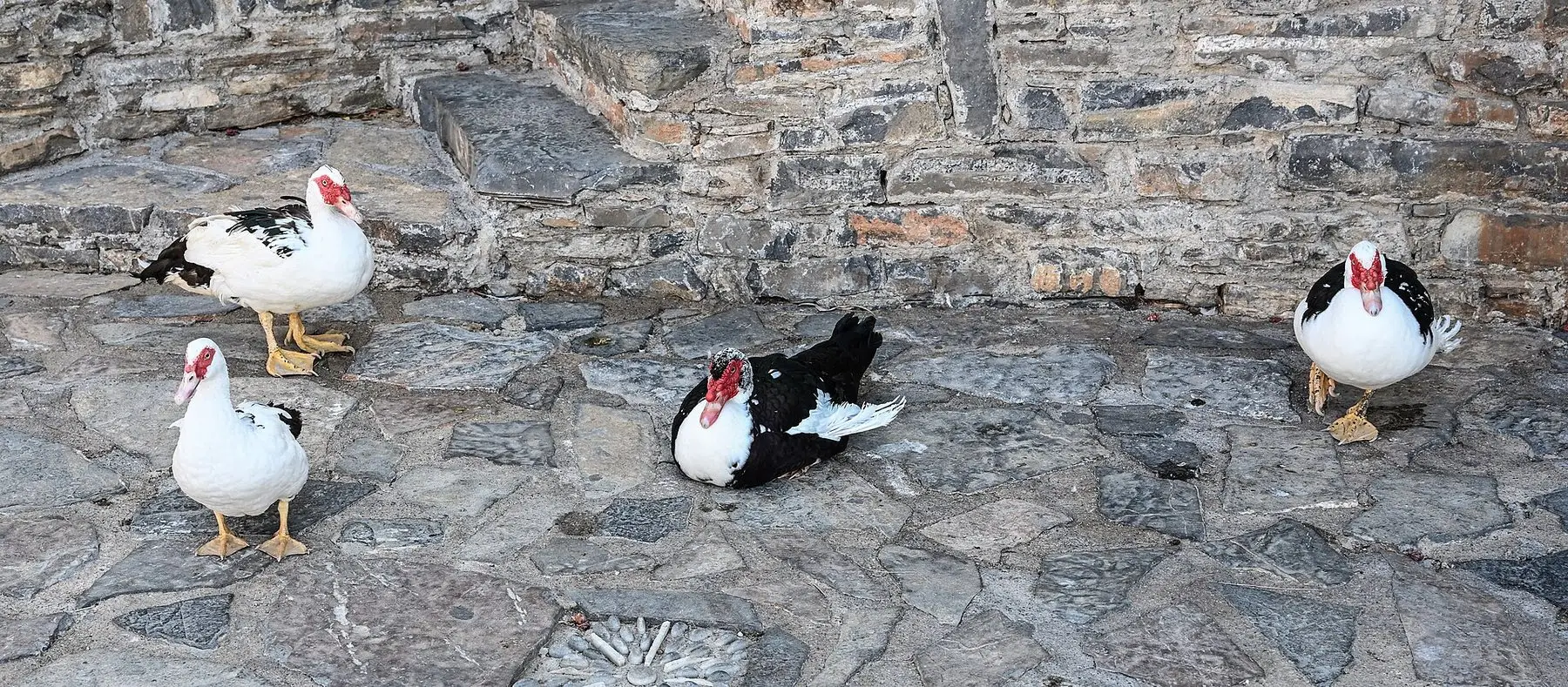 Domestic ducks resting on stones beside a wall