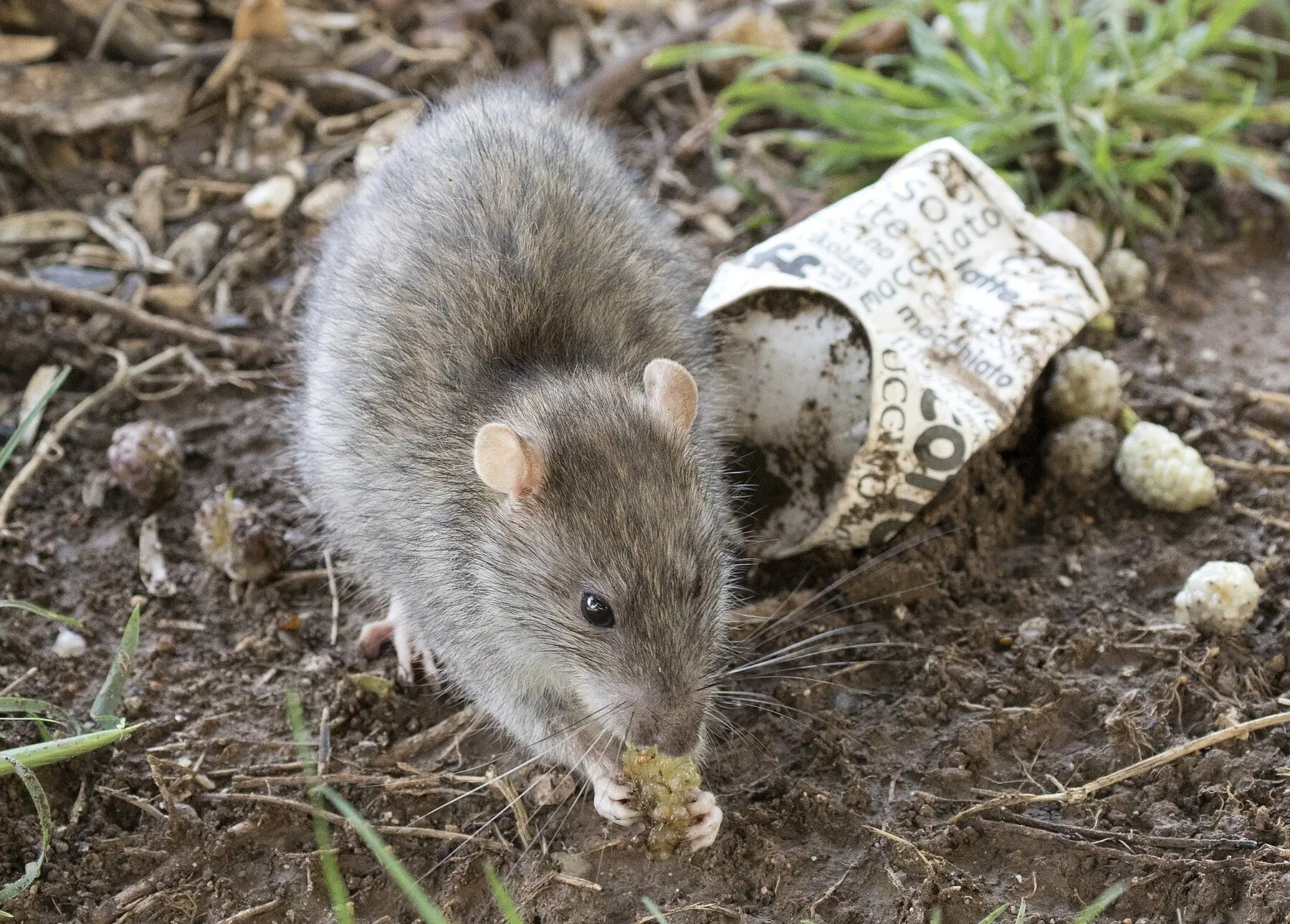 A brown rat on bare ground beside discarded litter