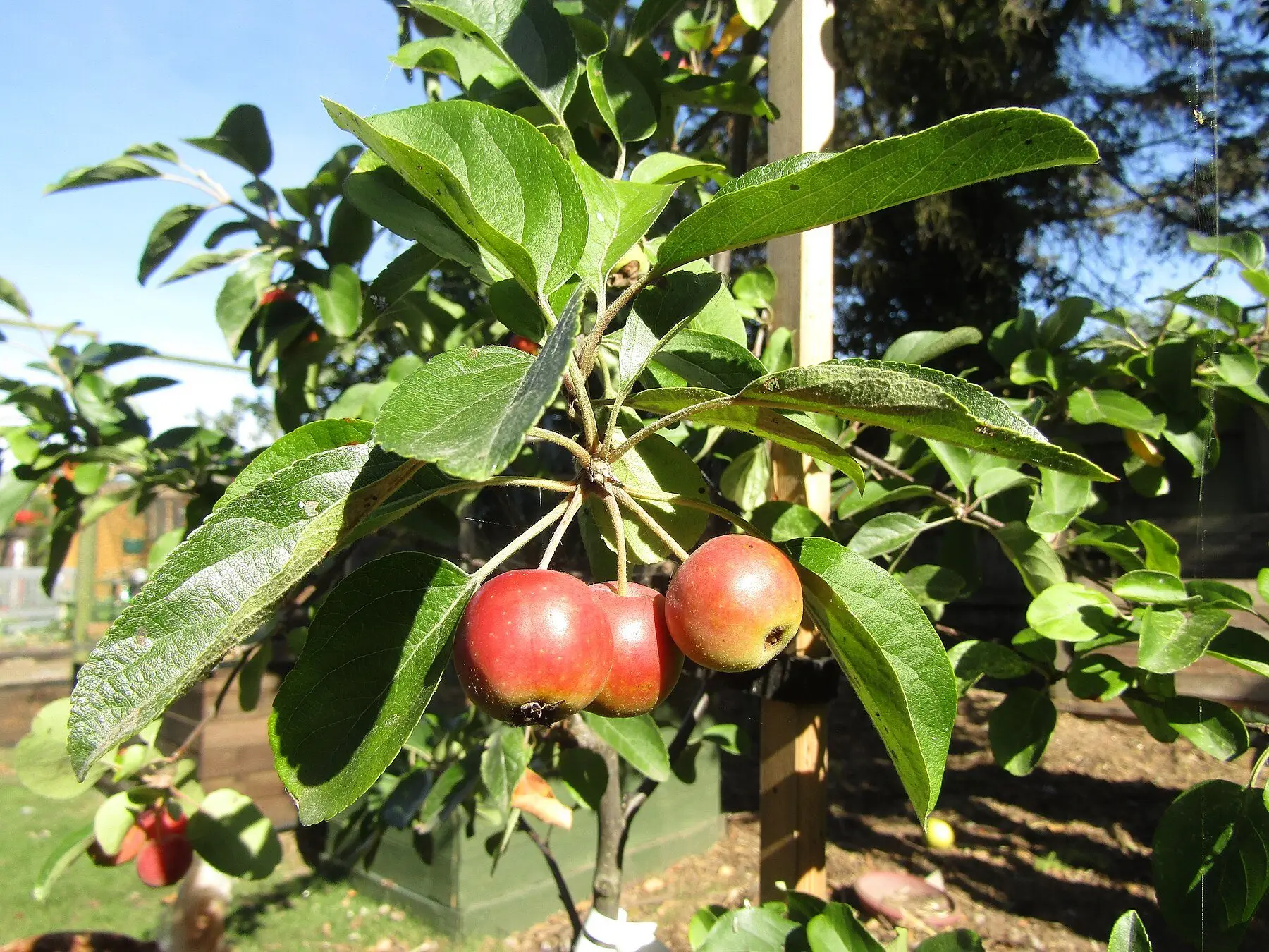 Small red crab apples hanging on the tree