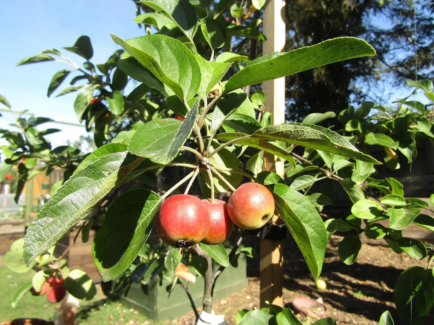 Small red crab apples hanging on the tree