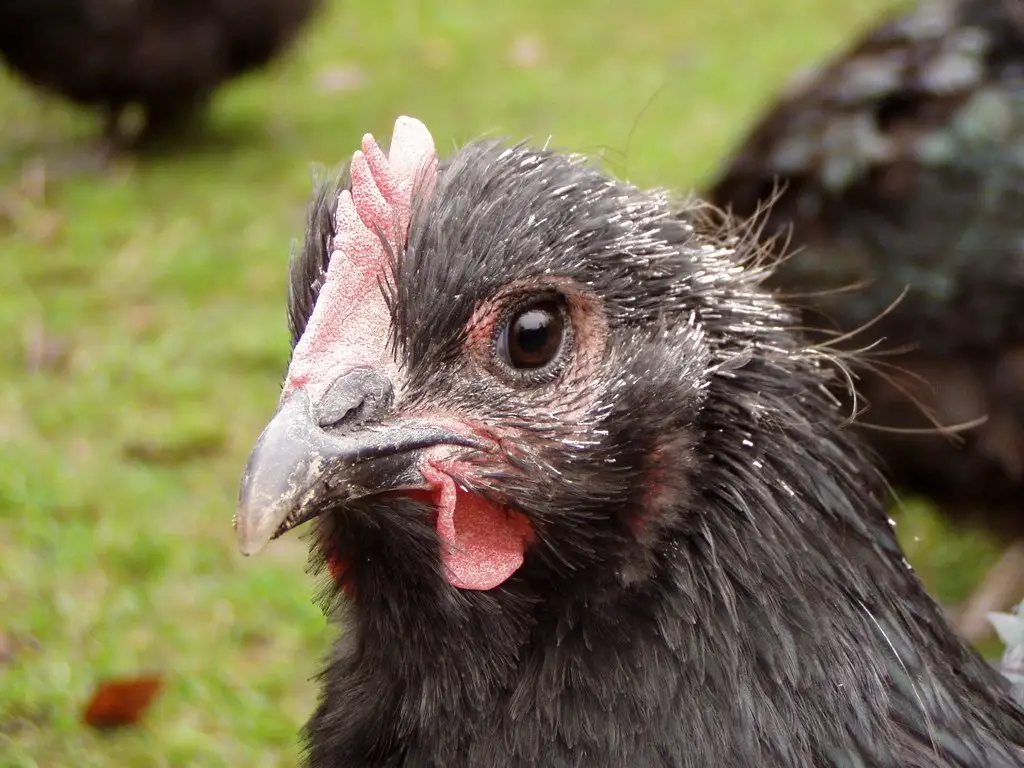 Close-up of a hen with patchy, thinning neck feathers during a molt
