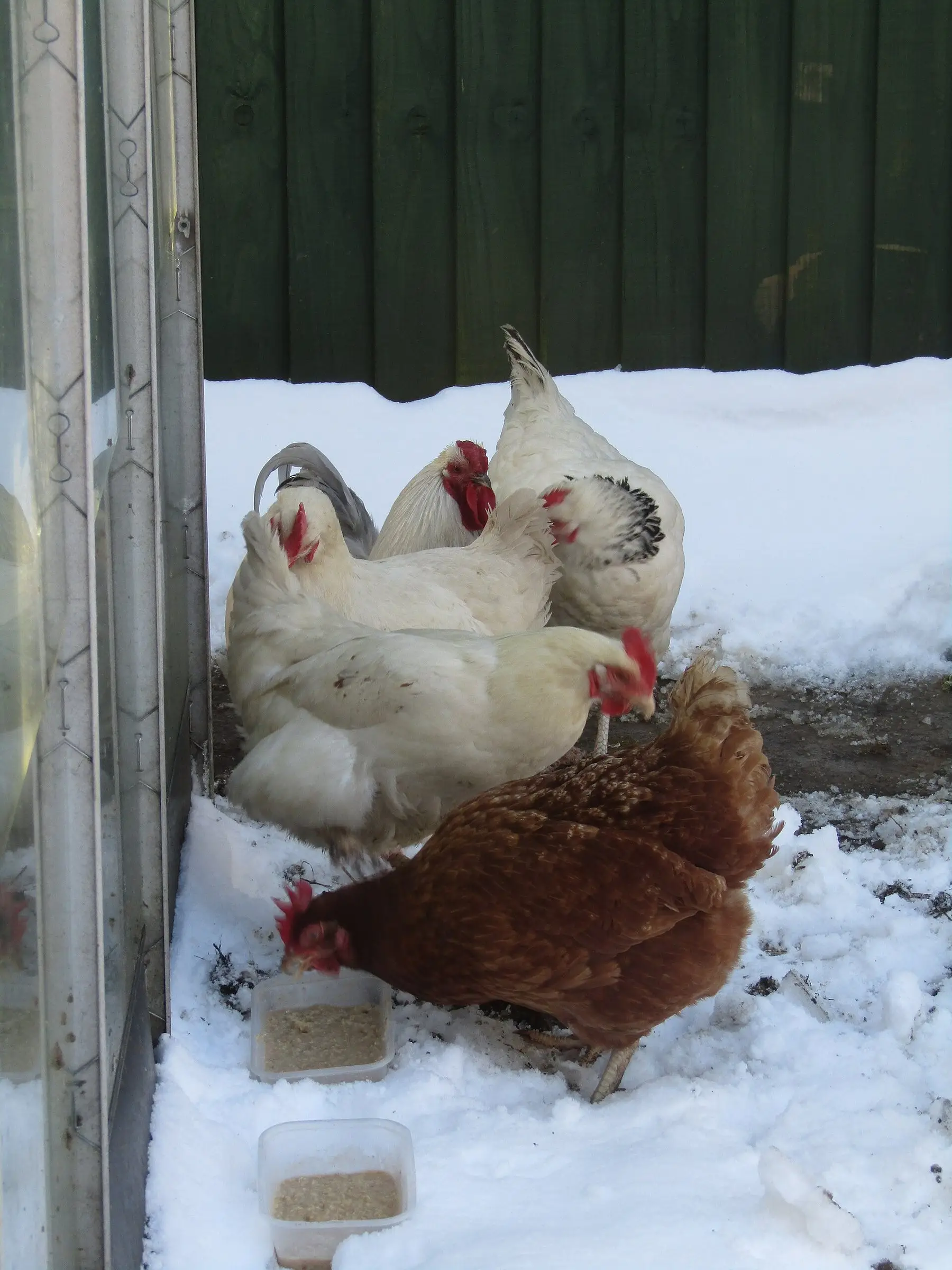 Hens standing in snow outside their coop in winter