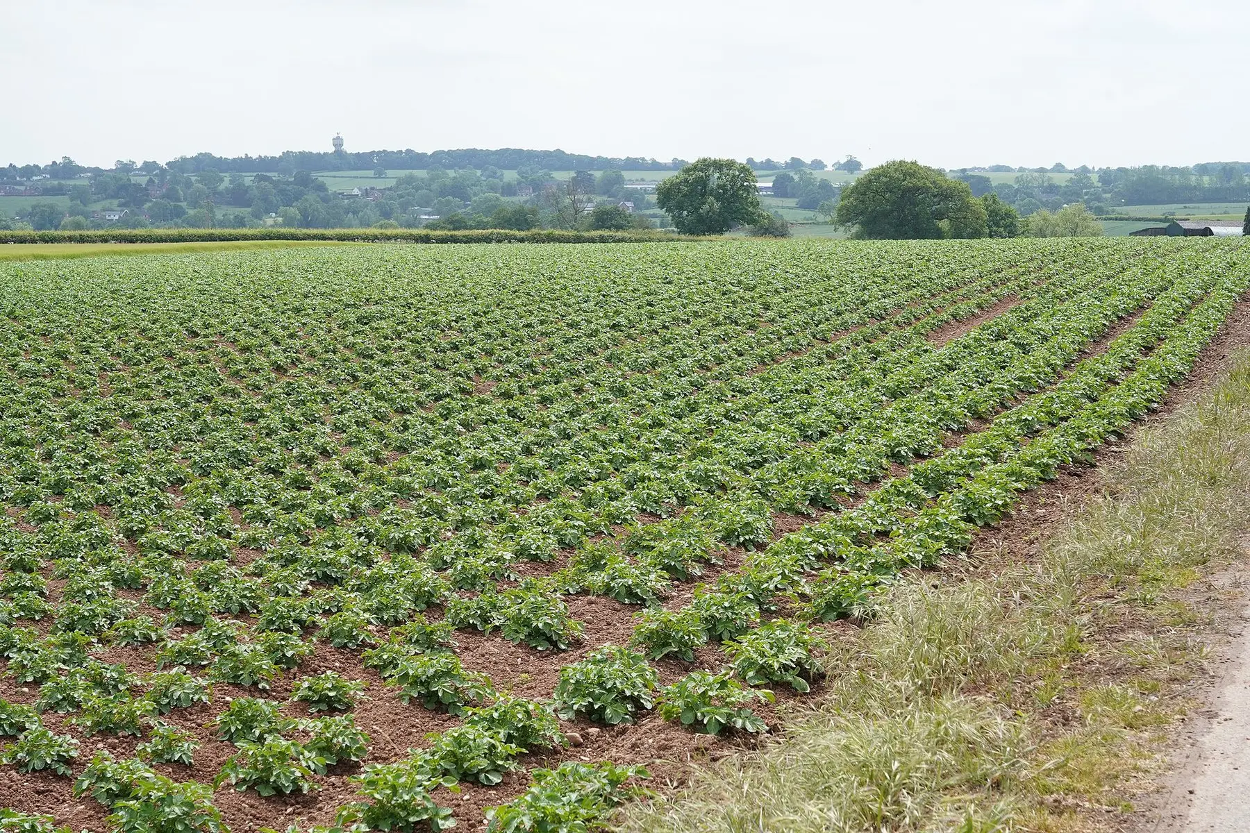 Neat earthed-up rows of potato plants in a field
