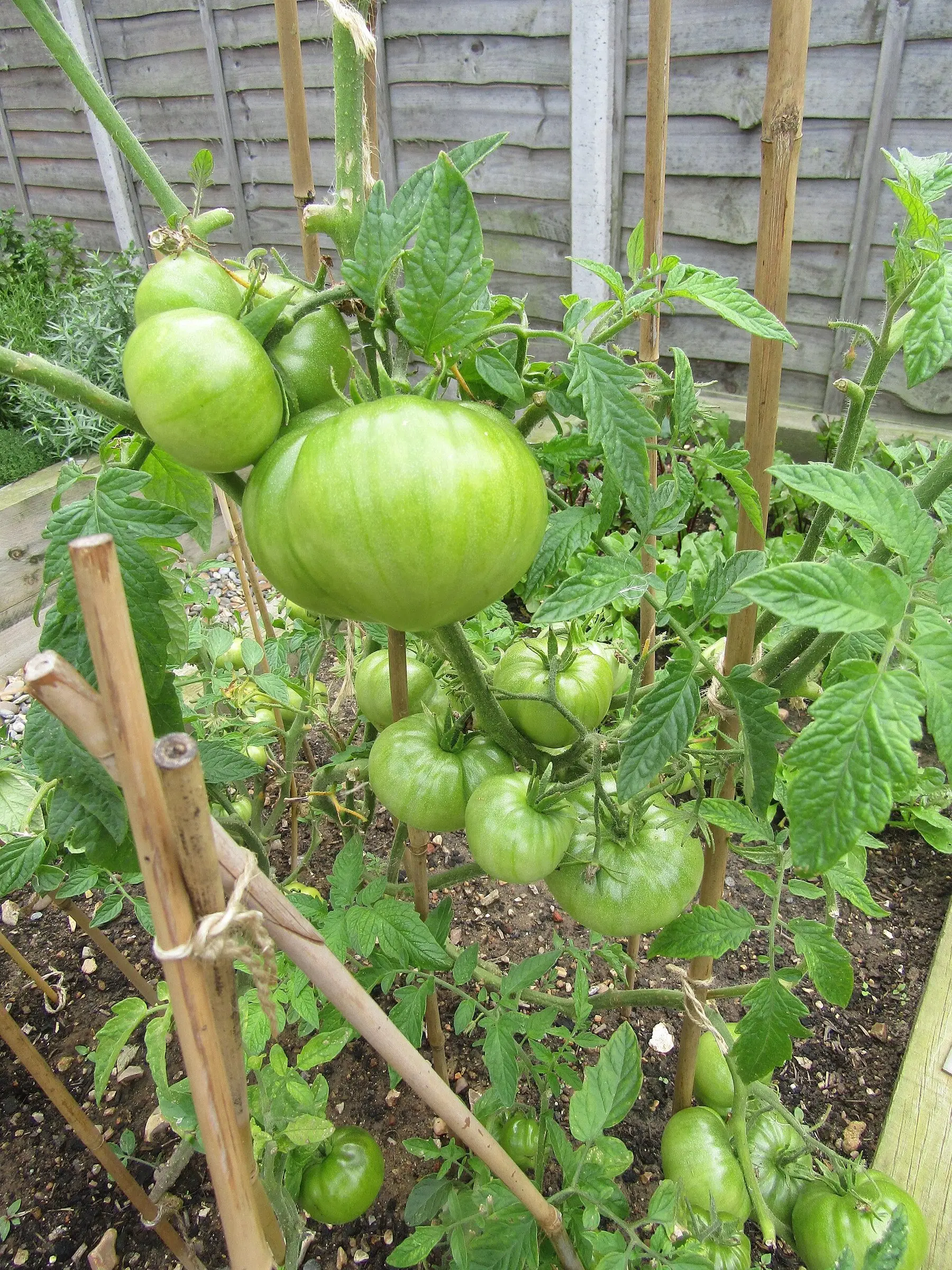 Staked tomato plants heavy with ripening green fruit in a garden bed
