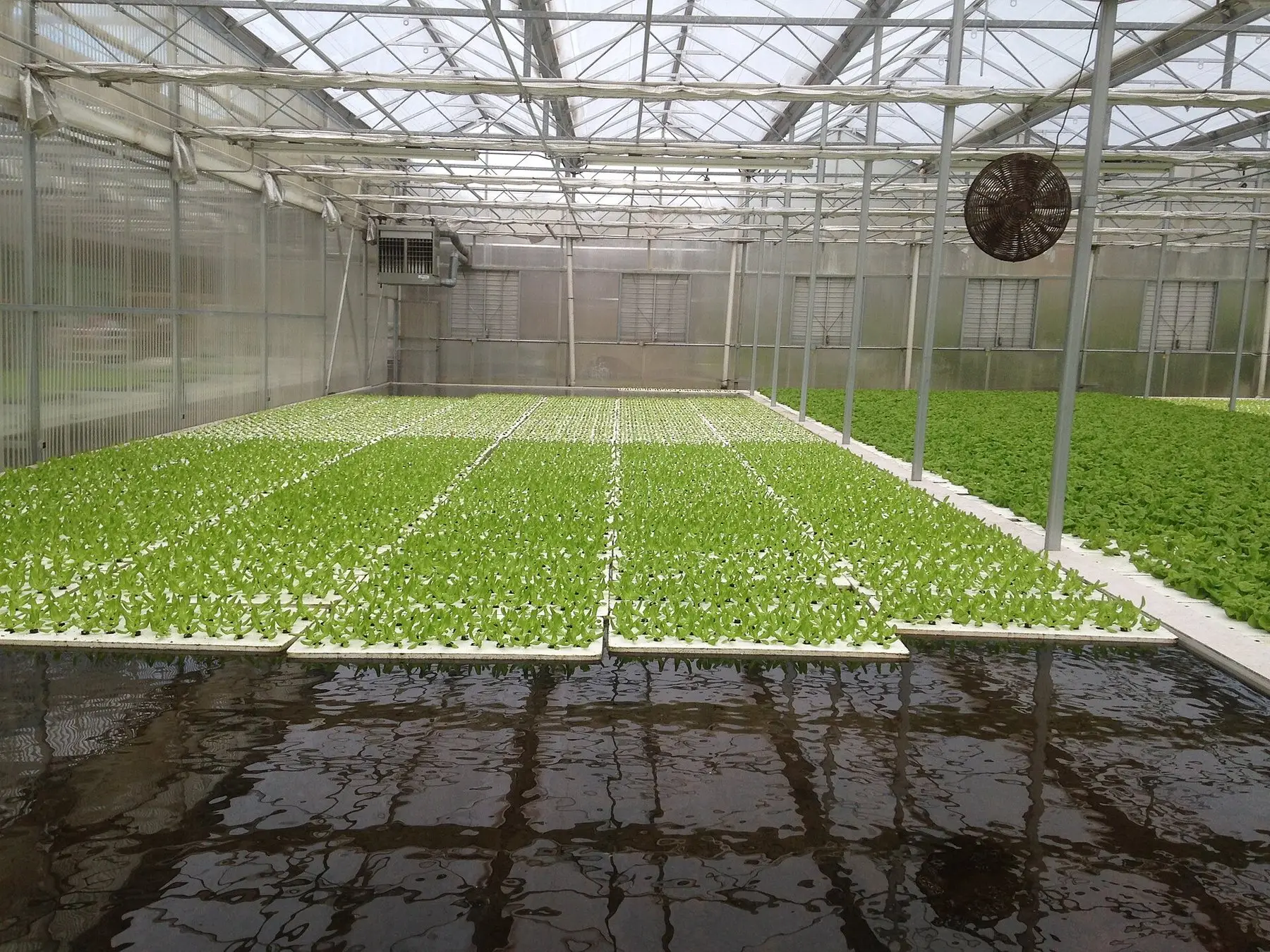Rafts of lettuce floating on nutrient solution in a deep water culture greenhouse