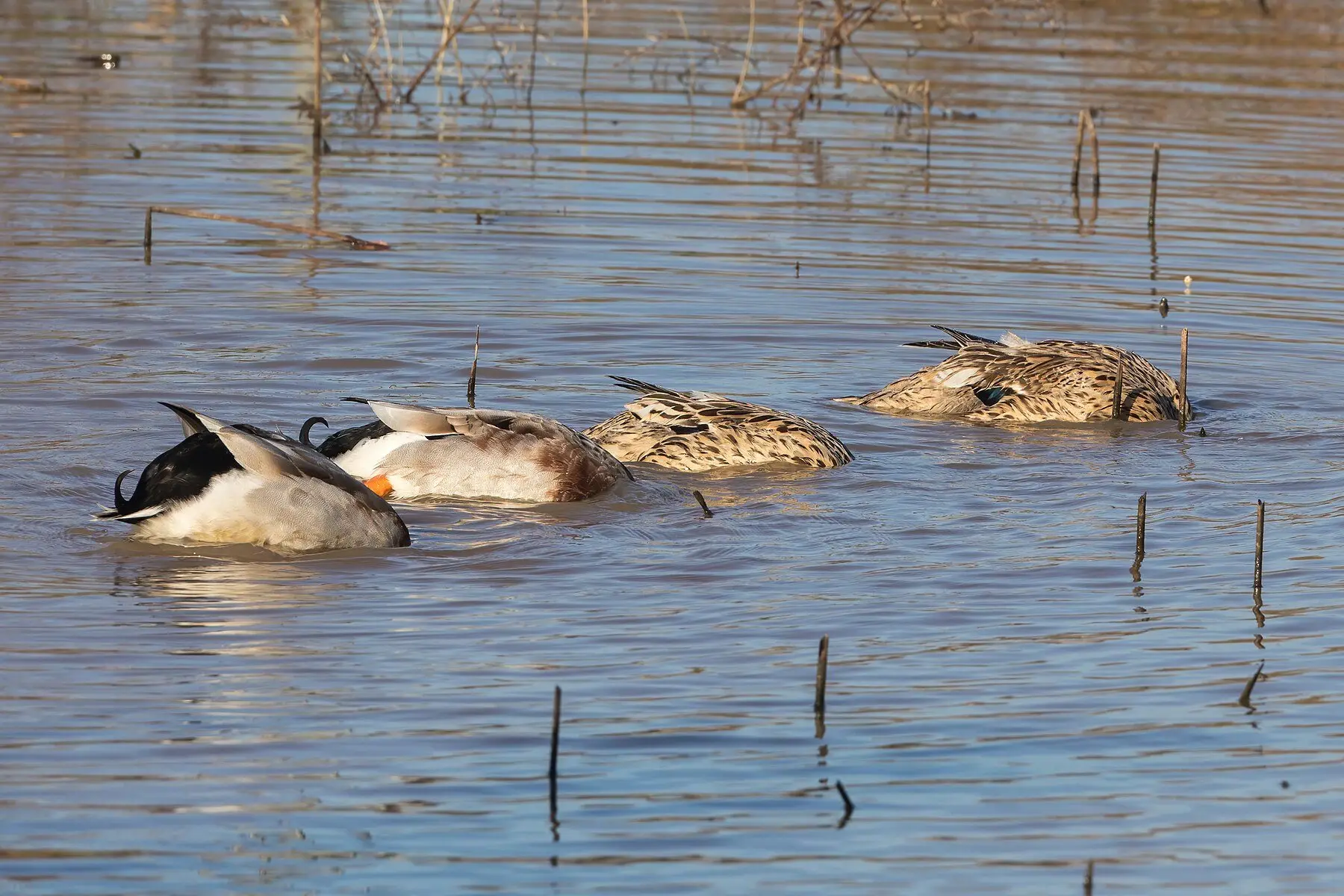 Four ducks upended together, dabbling for food in shallow water