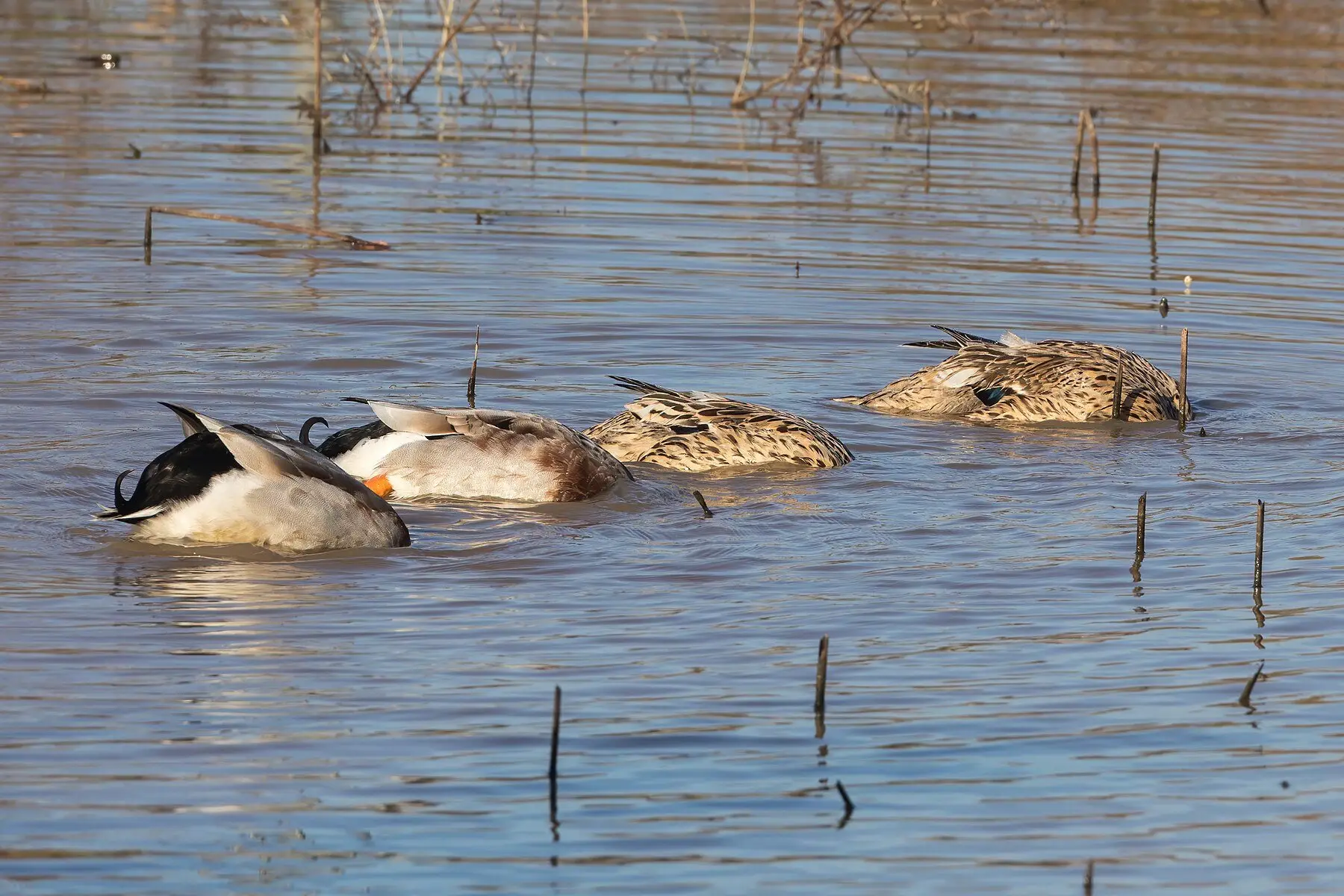 Four ducks upended together, dabbling for food in shallow water