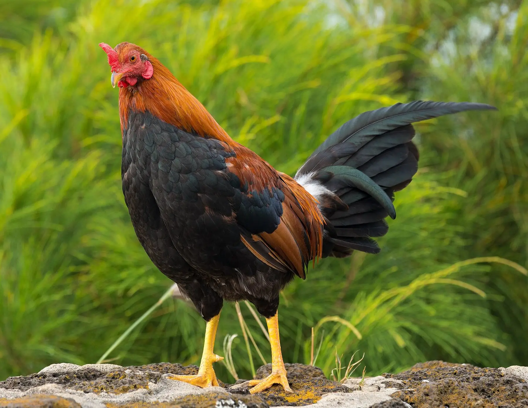 A rooster with black and chestnut plumage standing on a rock