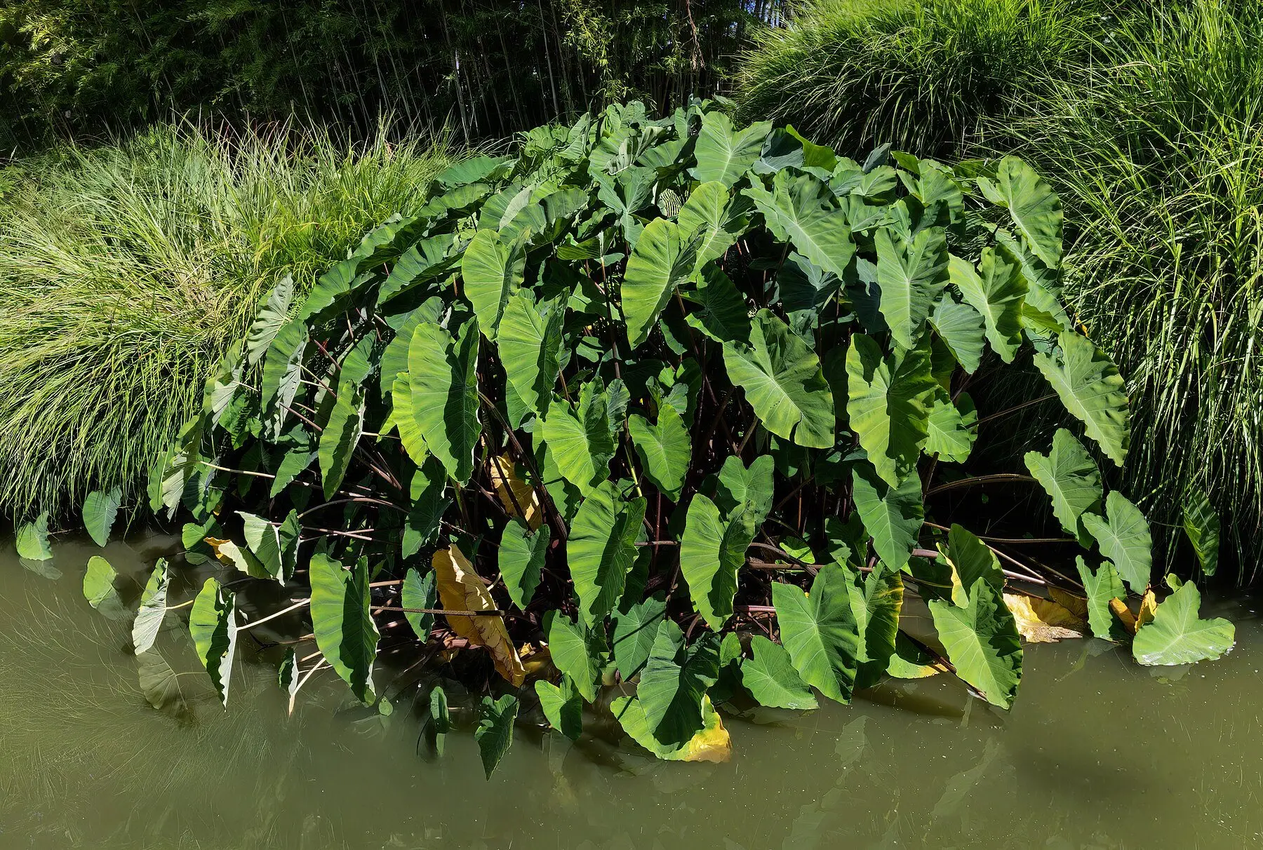 A large clump of Colocasia esculenta growing at a pond margin