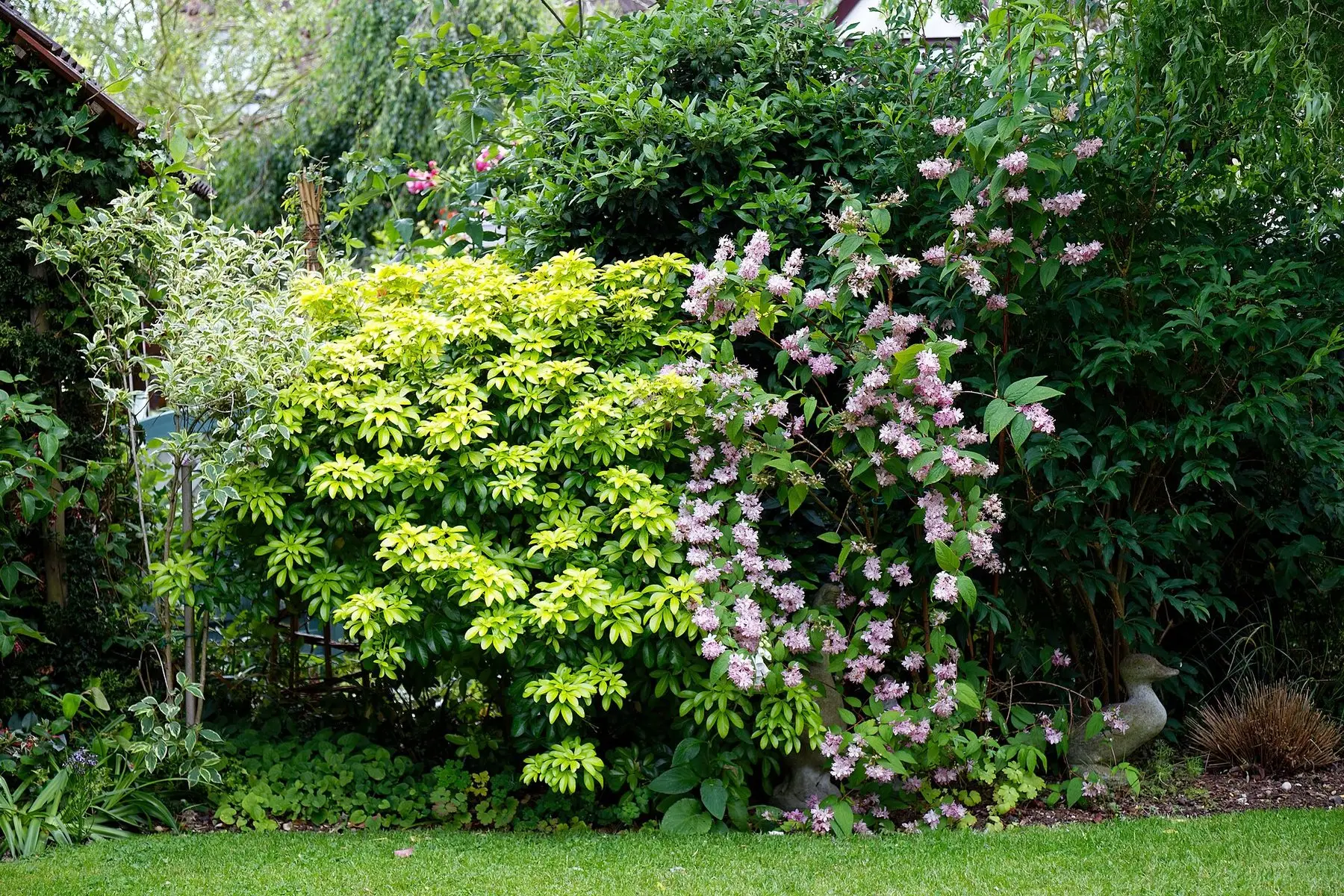 A layered mixed shrub border with flowering and evergreen foliage beside a lawn