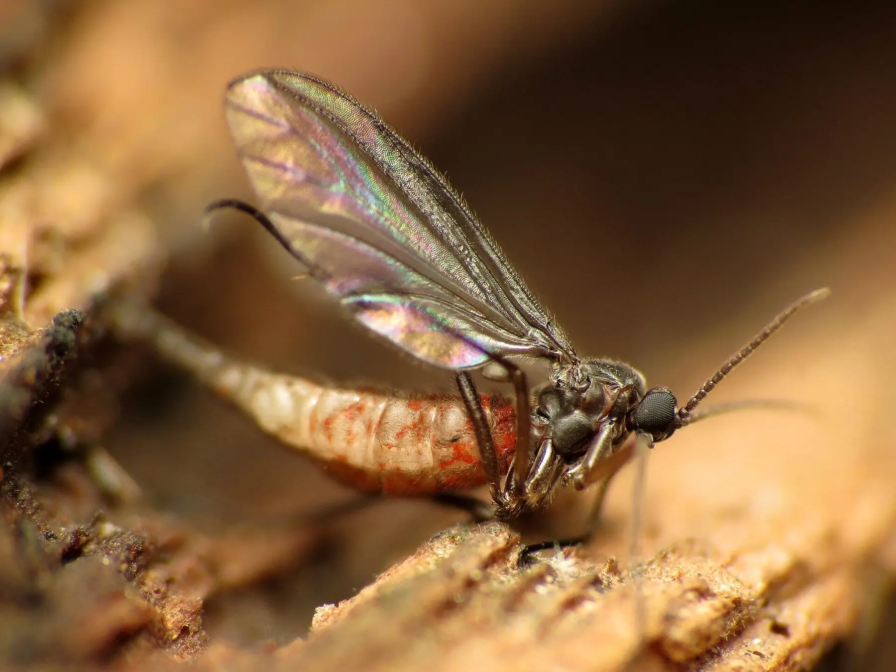 A close-up of an adult dark-winged fungus gnat