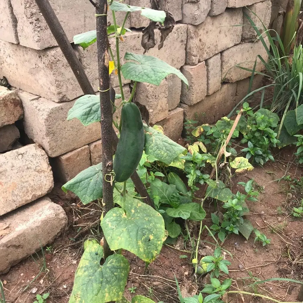 A cucumber plant climbing a stake, with a fruit hanging from the vine