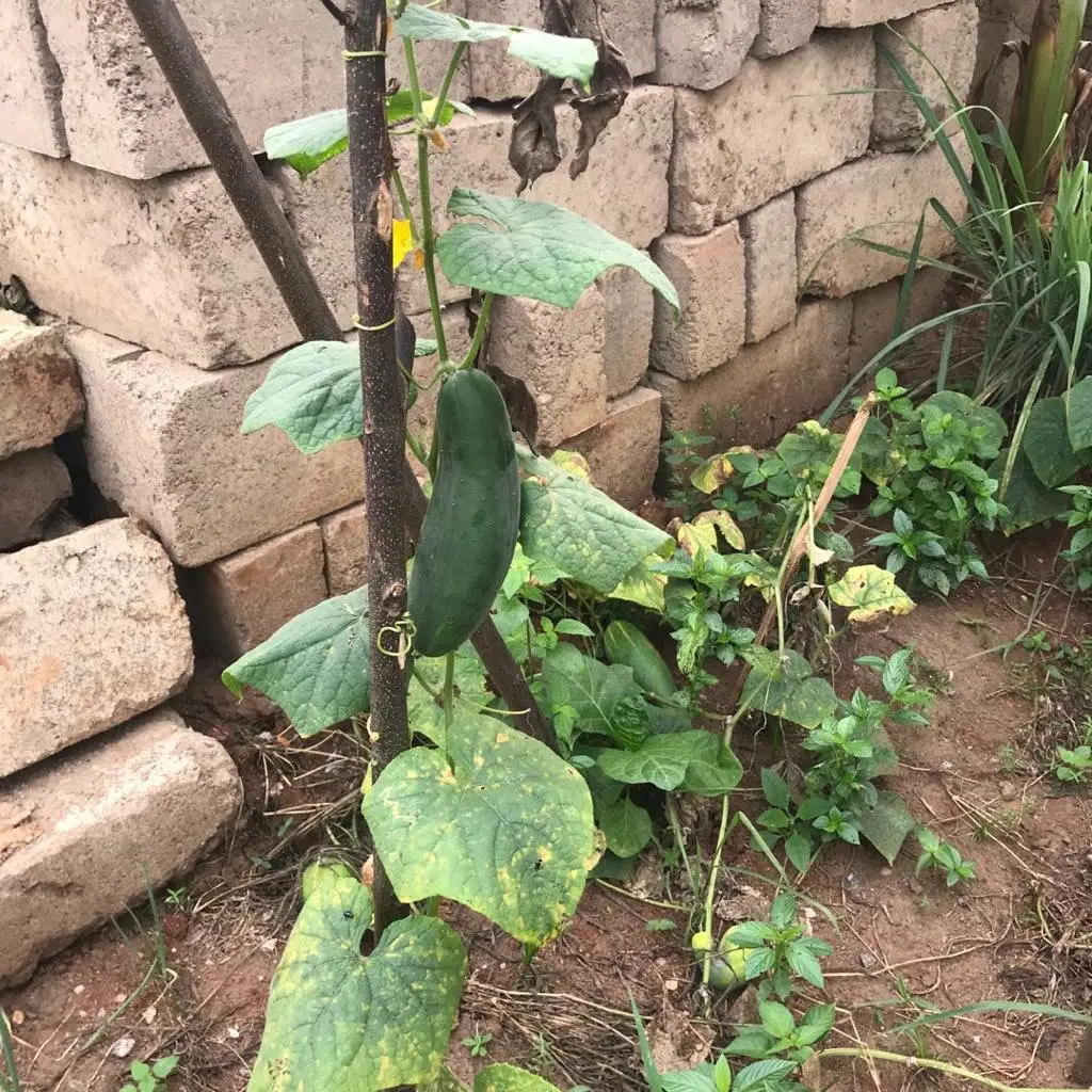 A cucumber plant climbing a stake, with a fruit hanging from the vine