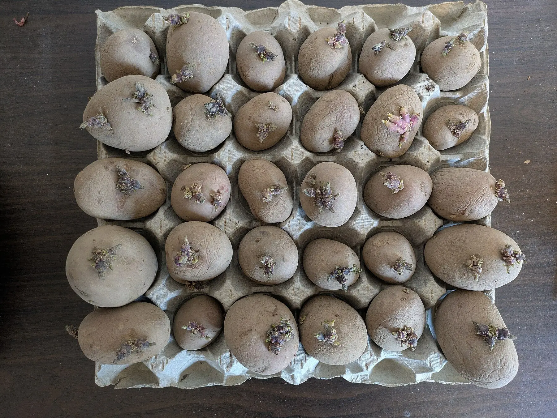 Chitted seed potatoes standing eyes-up in an egg tray