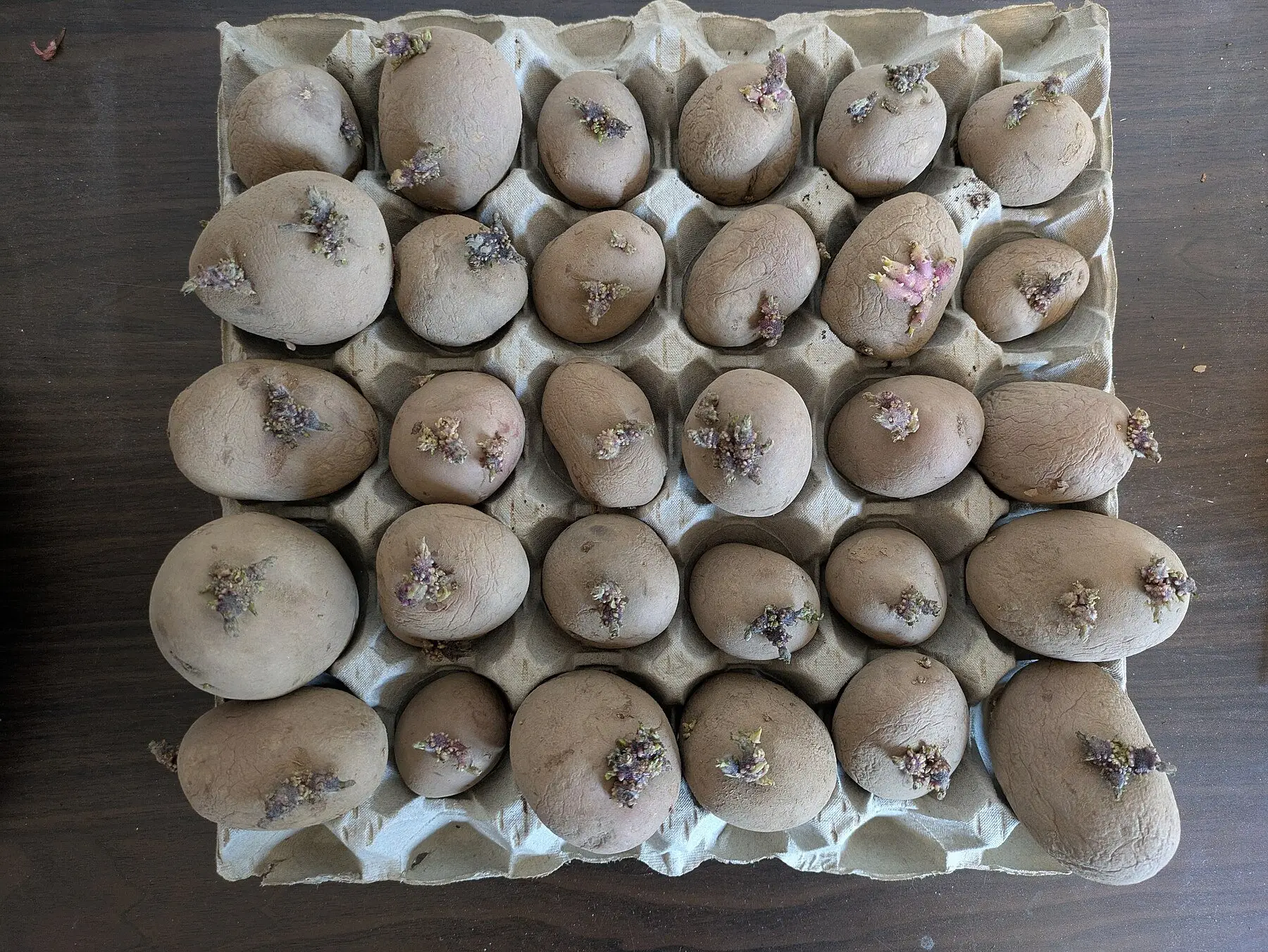 Chitted seed potatoes standing eyes-up in an egg tray