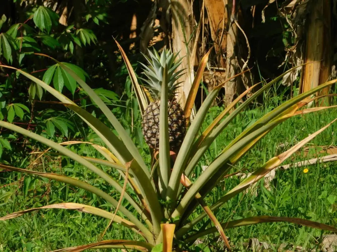 A pineapple ripening in the center of its rosette of long spiny leaves, close to the ground