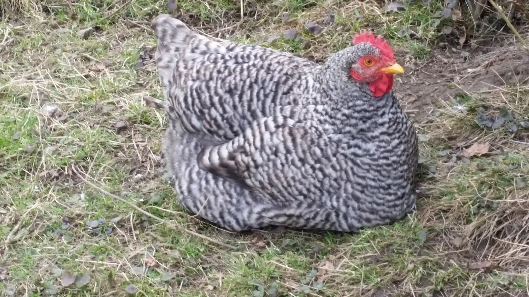 A barred Plymouth Rock hen resting on grass