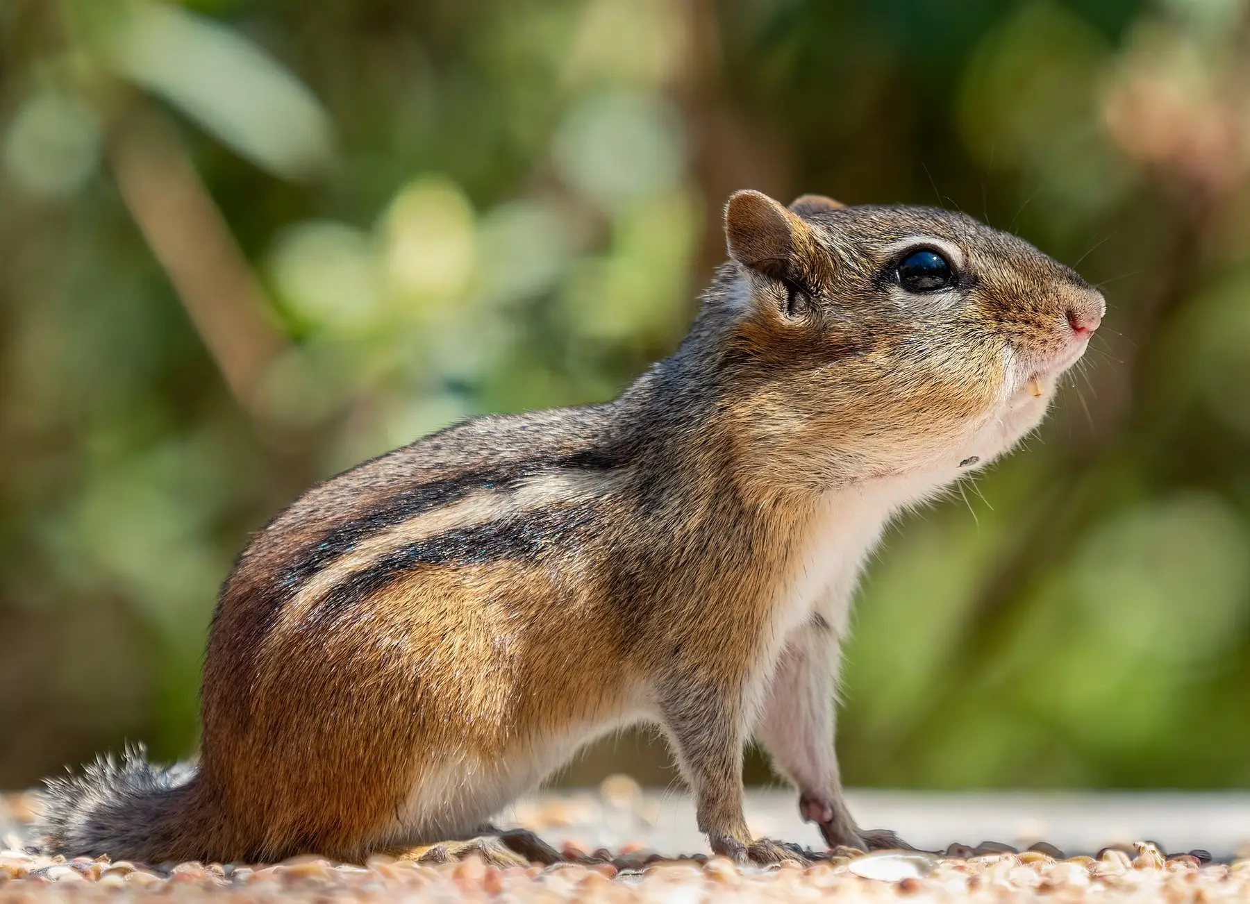 A chipmunk with cheek pouches stuffed full of foraged food