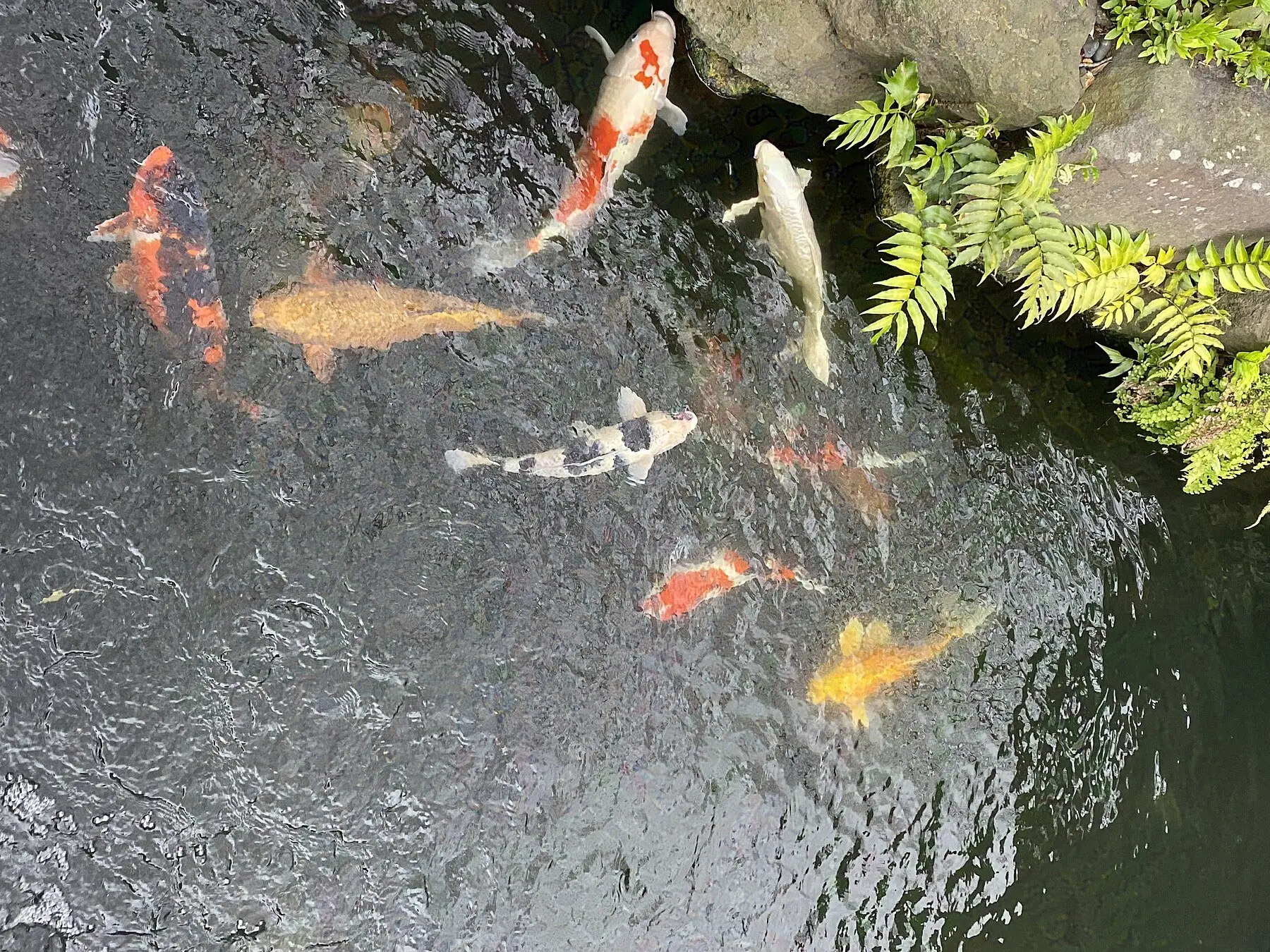 Koi swimming near the surface of a garden pond