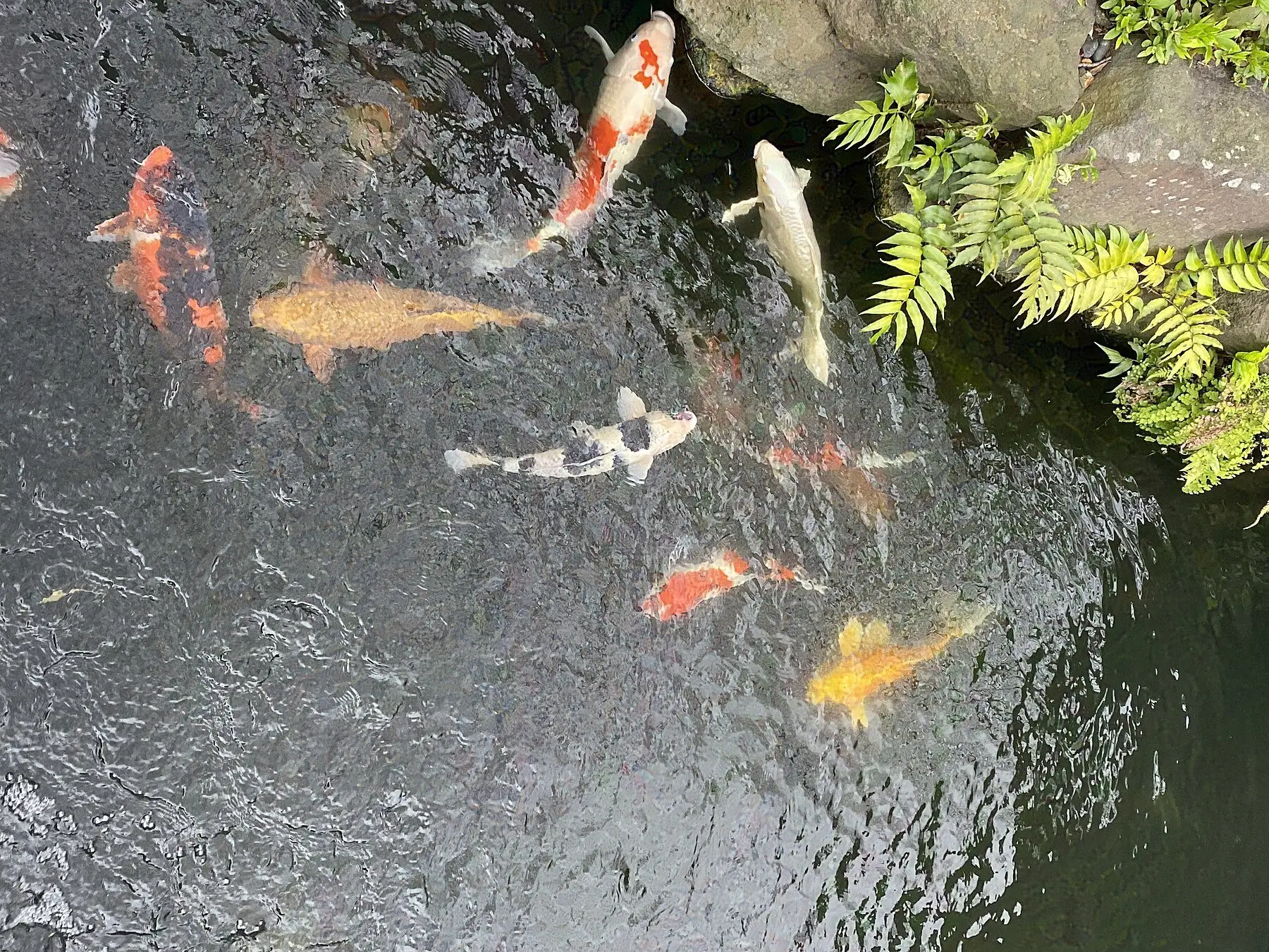 Koi swimming near the surface of a garden pond