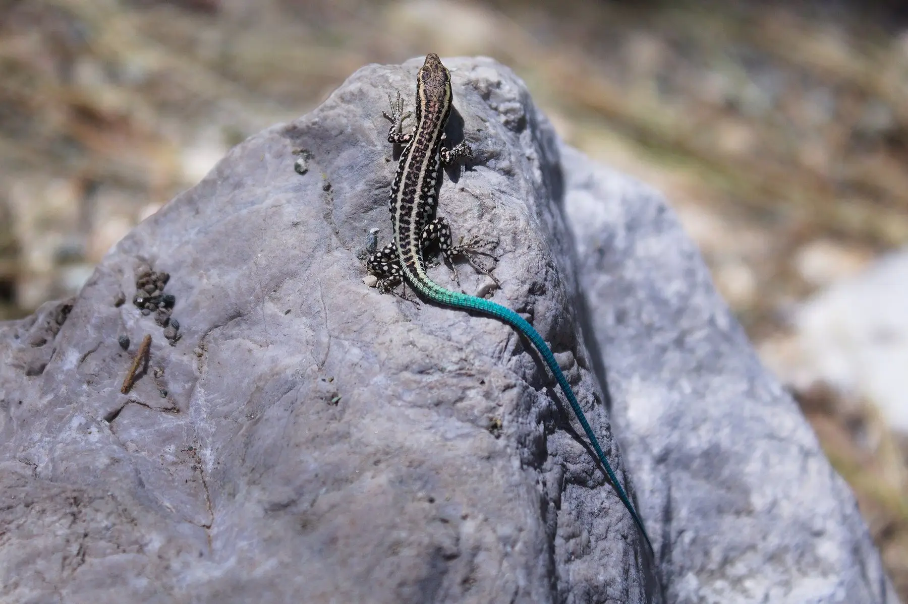 A lizard with a bright blue tail basking on a rock