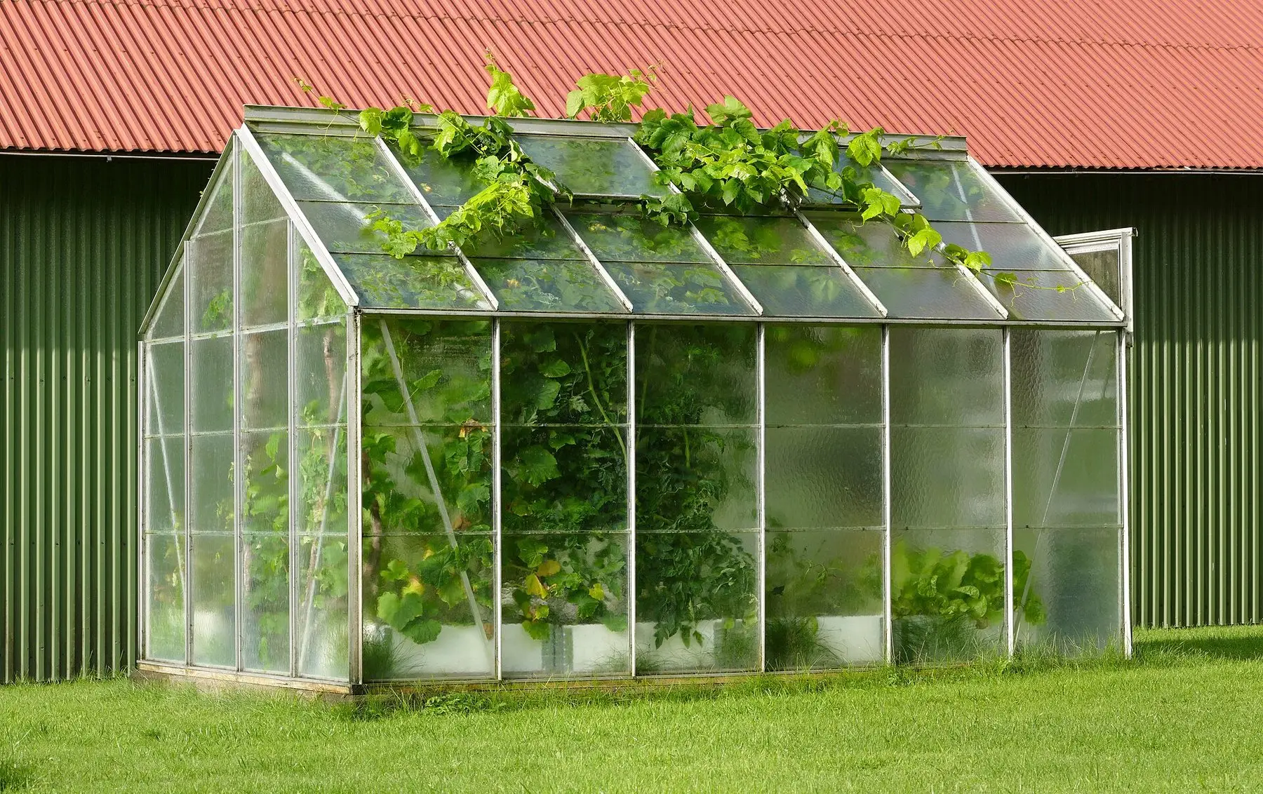 A small domestic greenhouse with grapevines growing out through the open roof vents