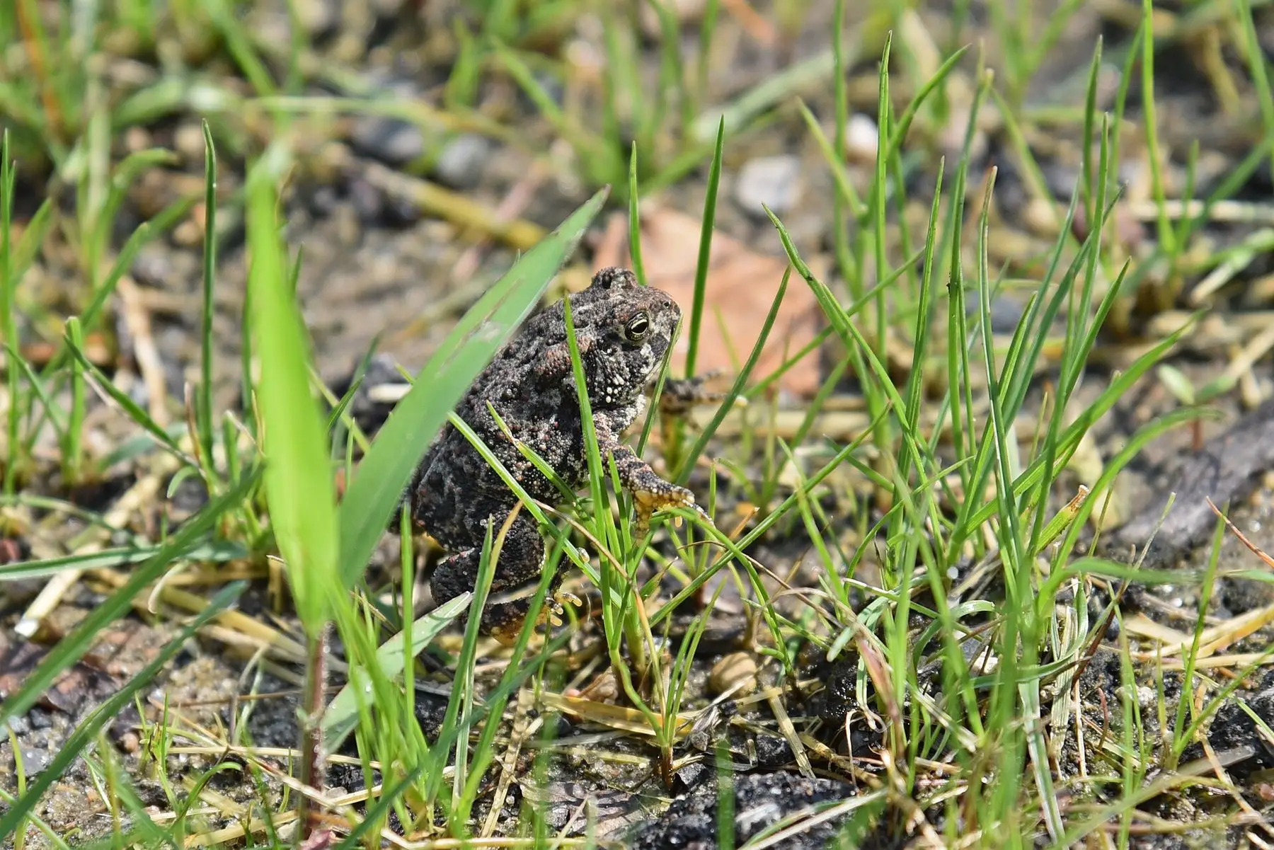 An American toad sitting in short grass