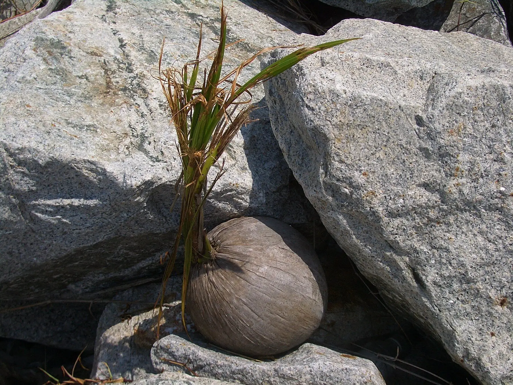 A coconut sprouting a green shoot where it has fallen