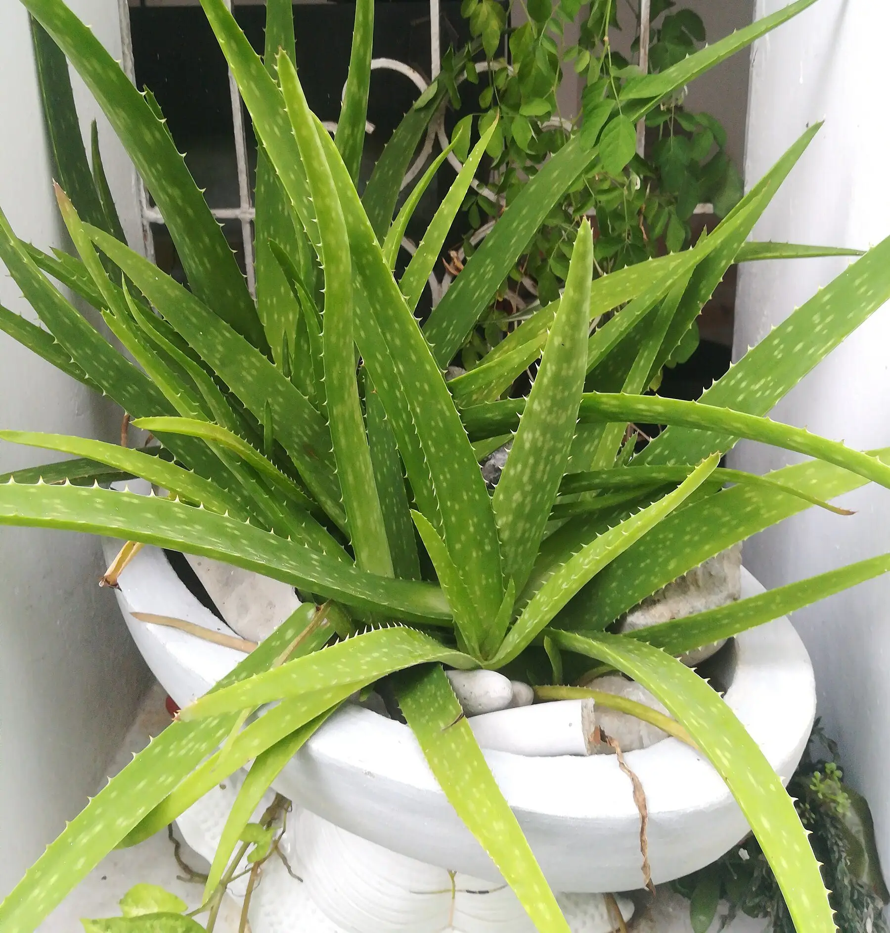An aloe vera plant growing in a container