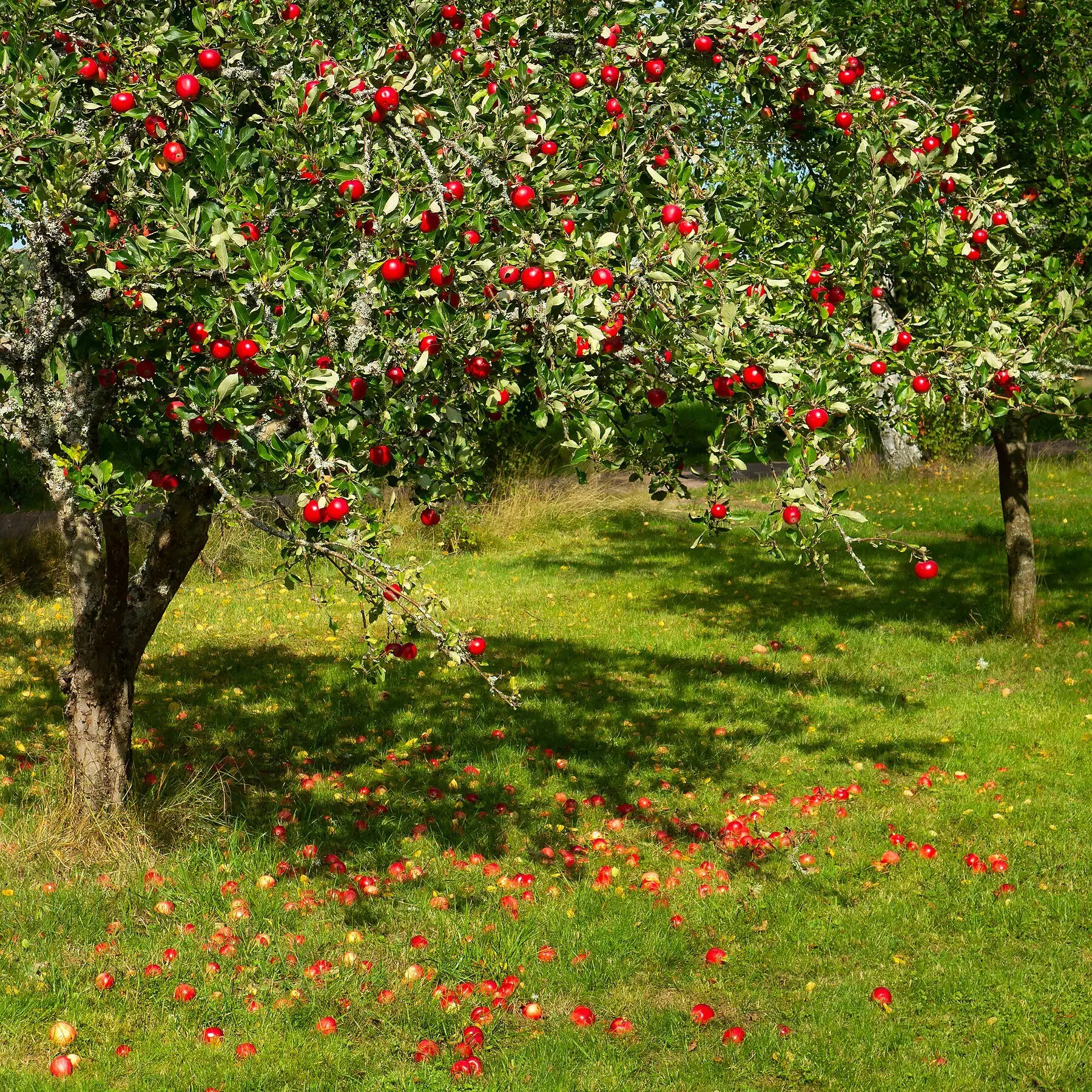 An apple tree laden with red fruit, with windfalls on the grass beneath