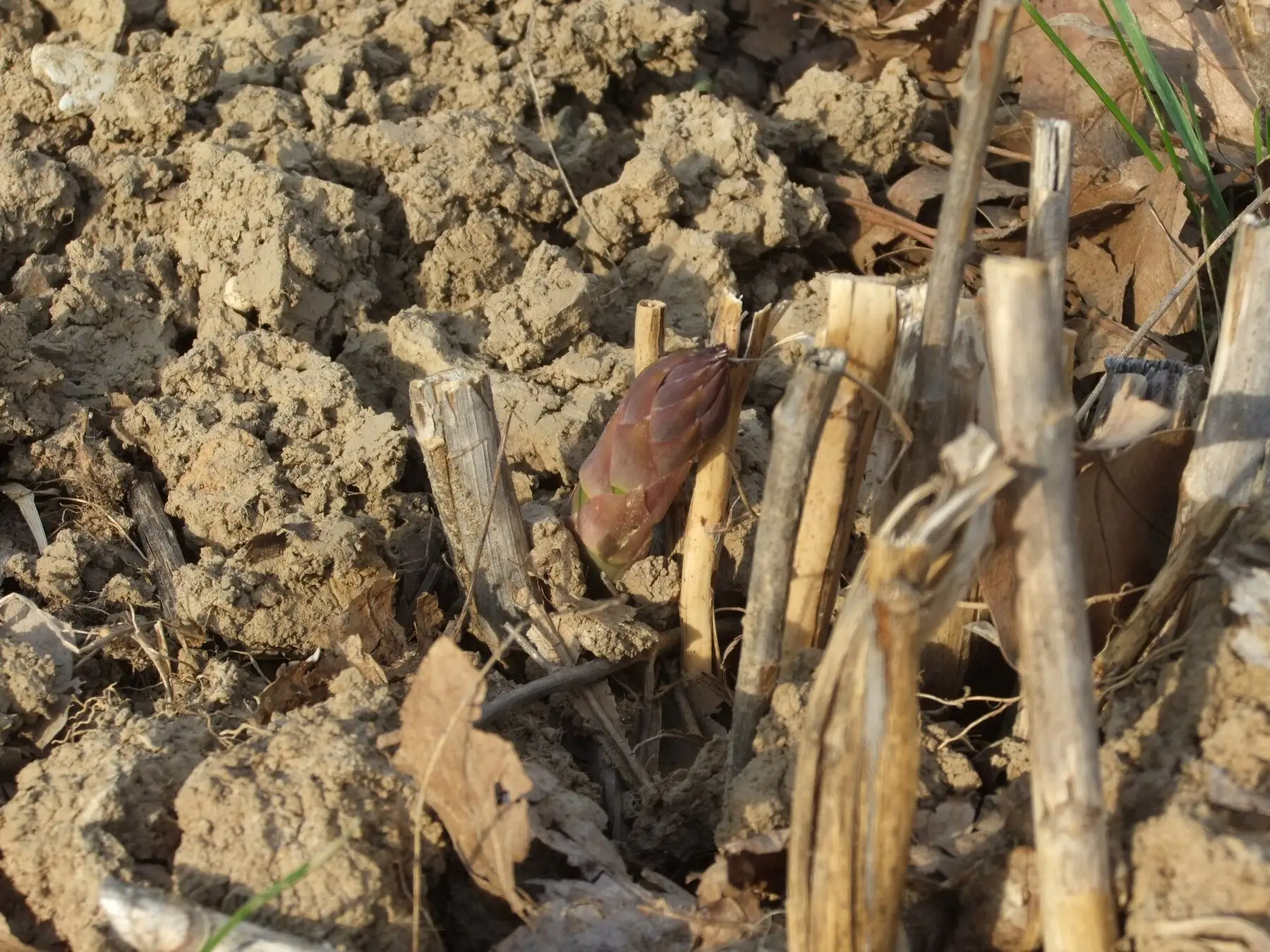 A single asparagus spear pushing up through cracked soil beside last year's cut stems