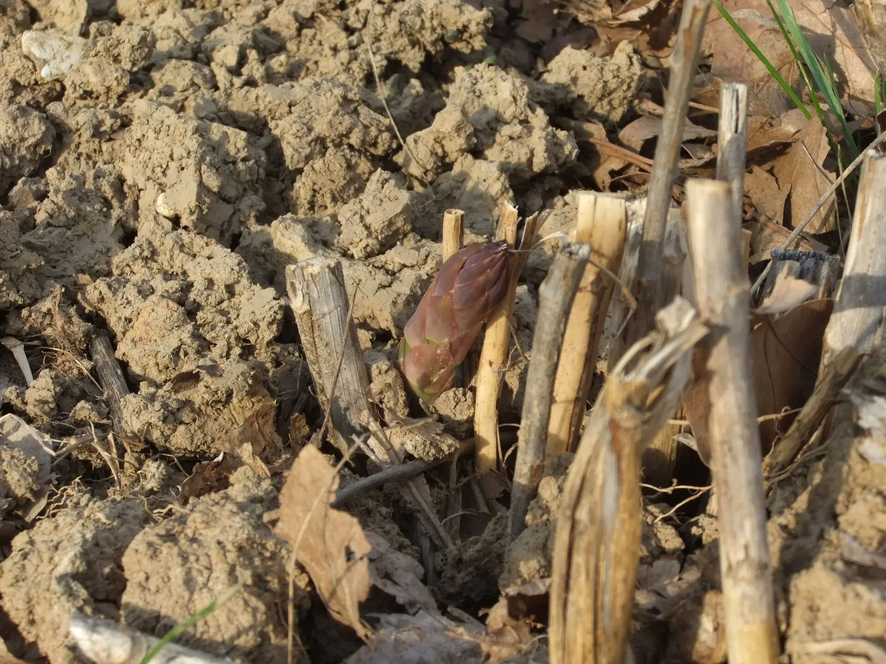 A single asparagus spear pushing up through cracked soil beside last year's cut stems