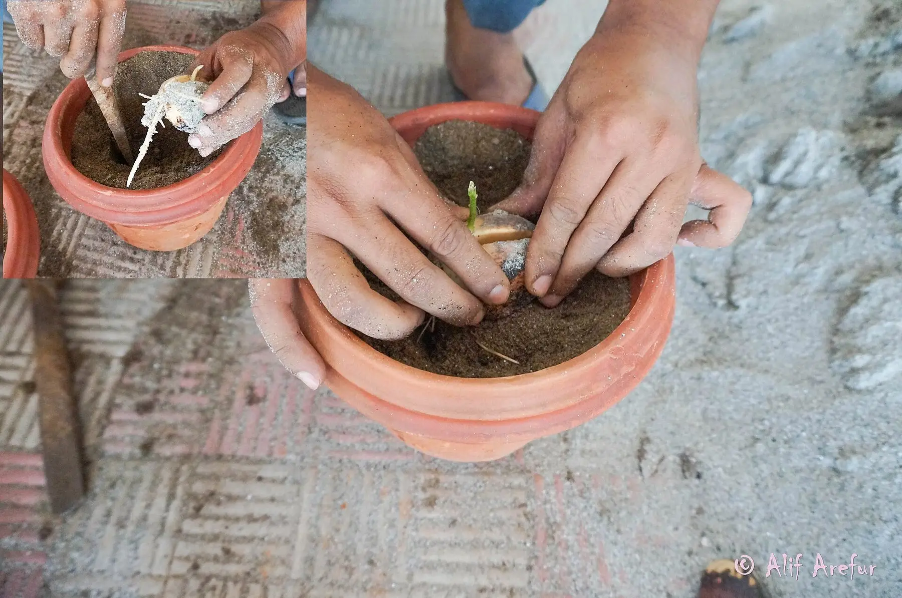 Hands planting a sprouted avocado seed into a terracotta pot