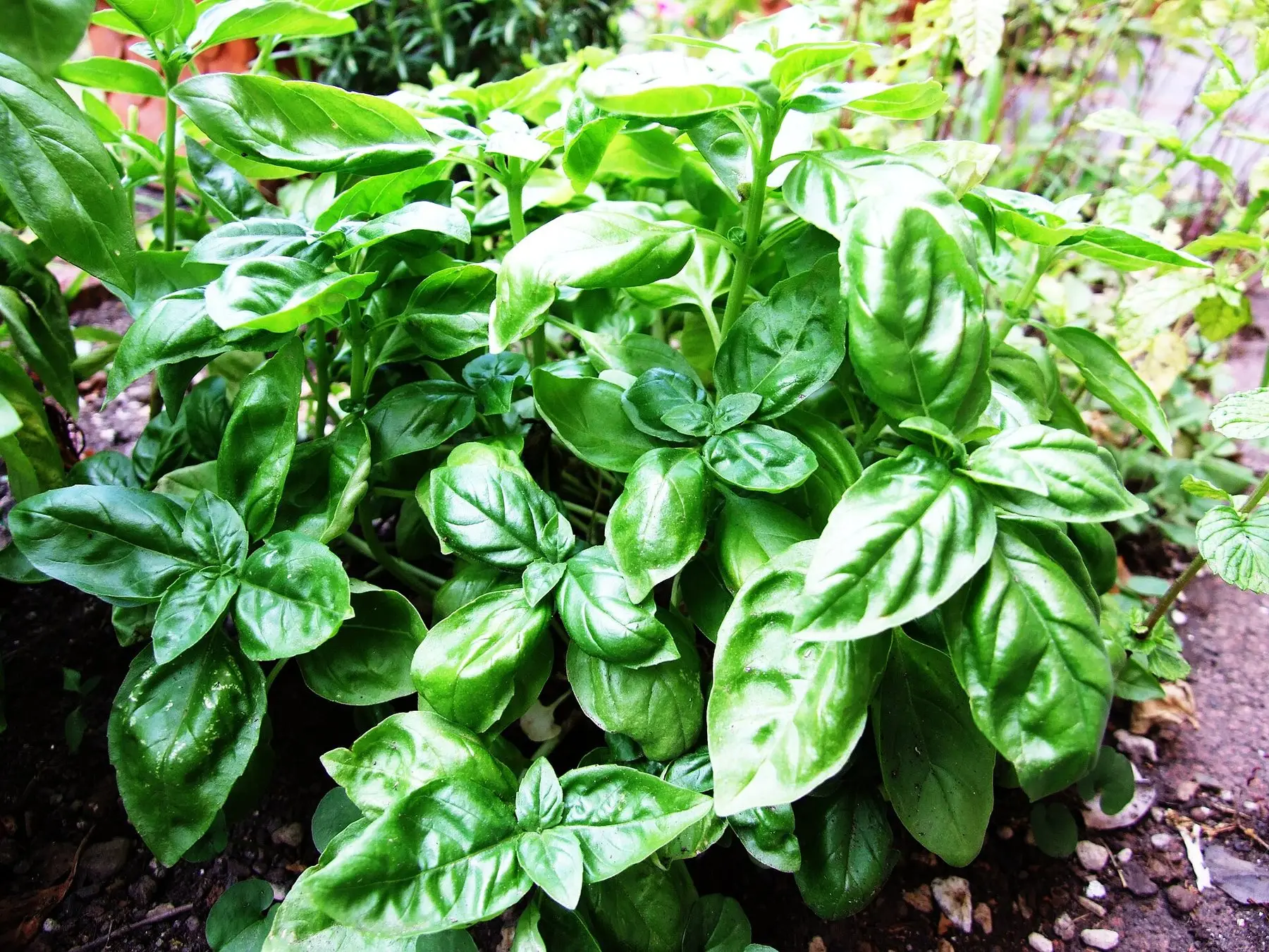 A bushy sweet basil plant with broad, glossy green leaves growing in a garden bed