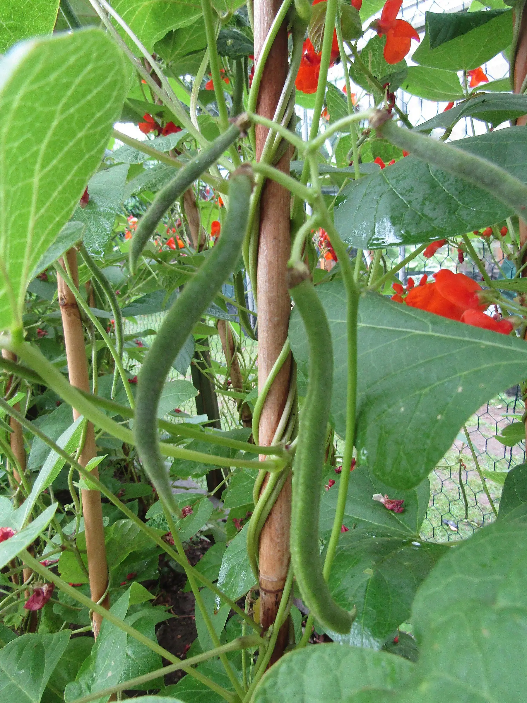 Runner bean plants in flower with young pods, climbing canes
