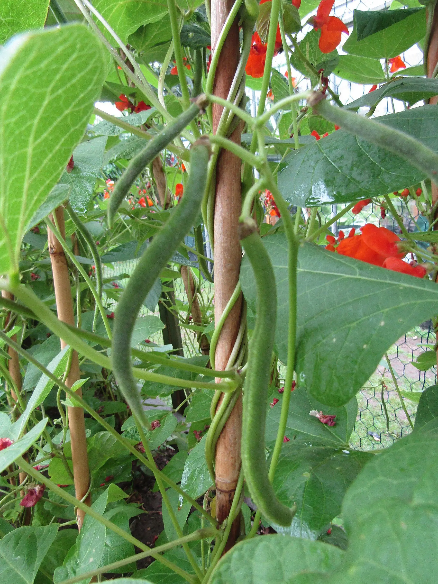 Runner bean plants in flower with young pods, climbing canes