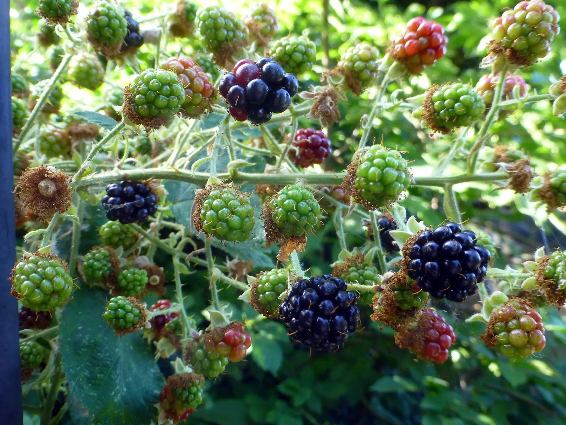 A blackberry cane carrying green, red and ripe black fruit at once
