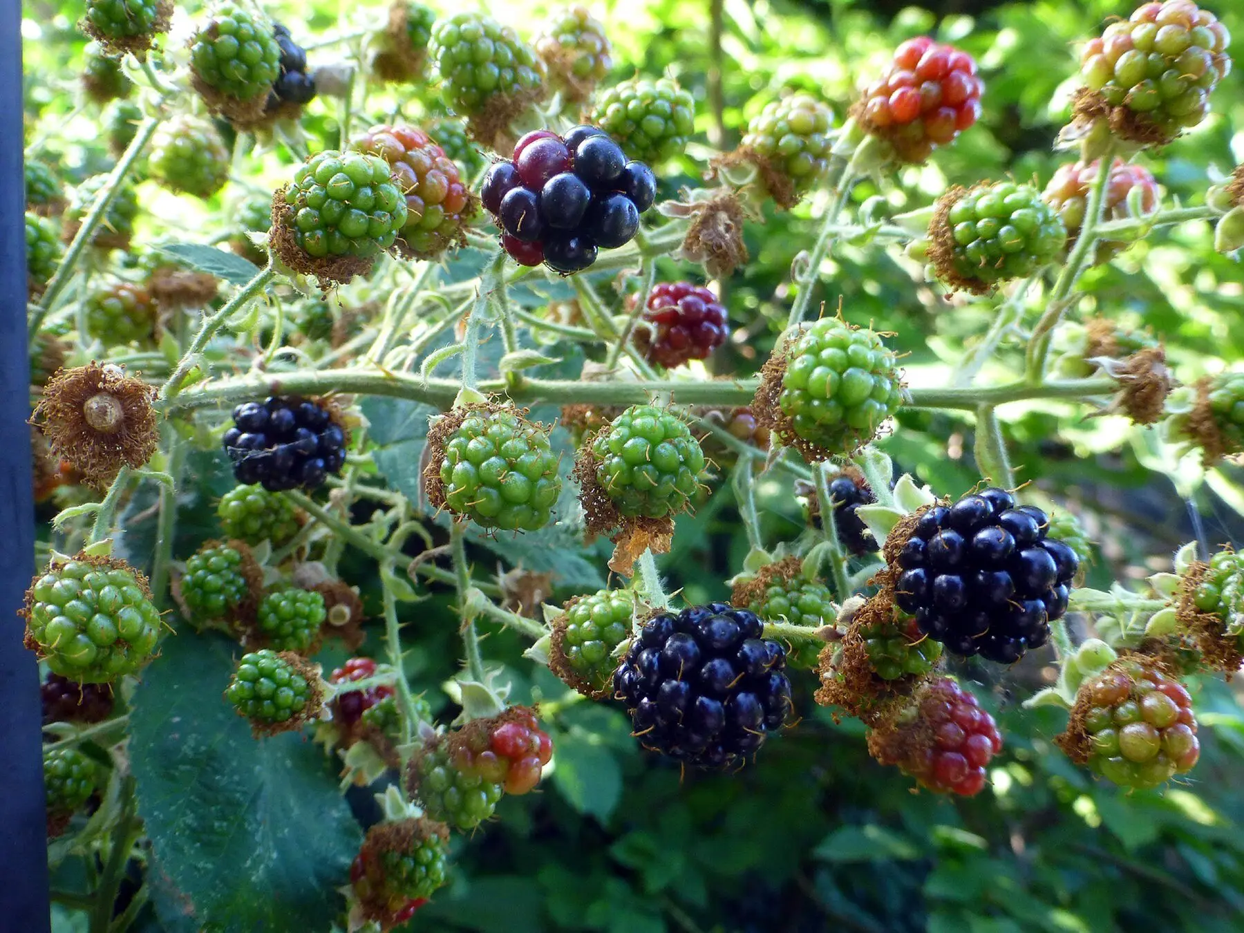 A blackberry cane carrying green, red and ripe black fruit at once