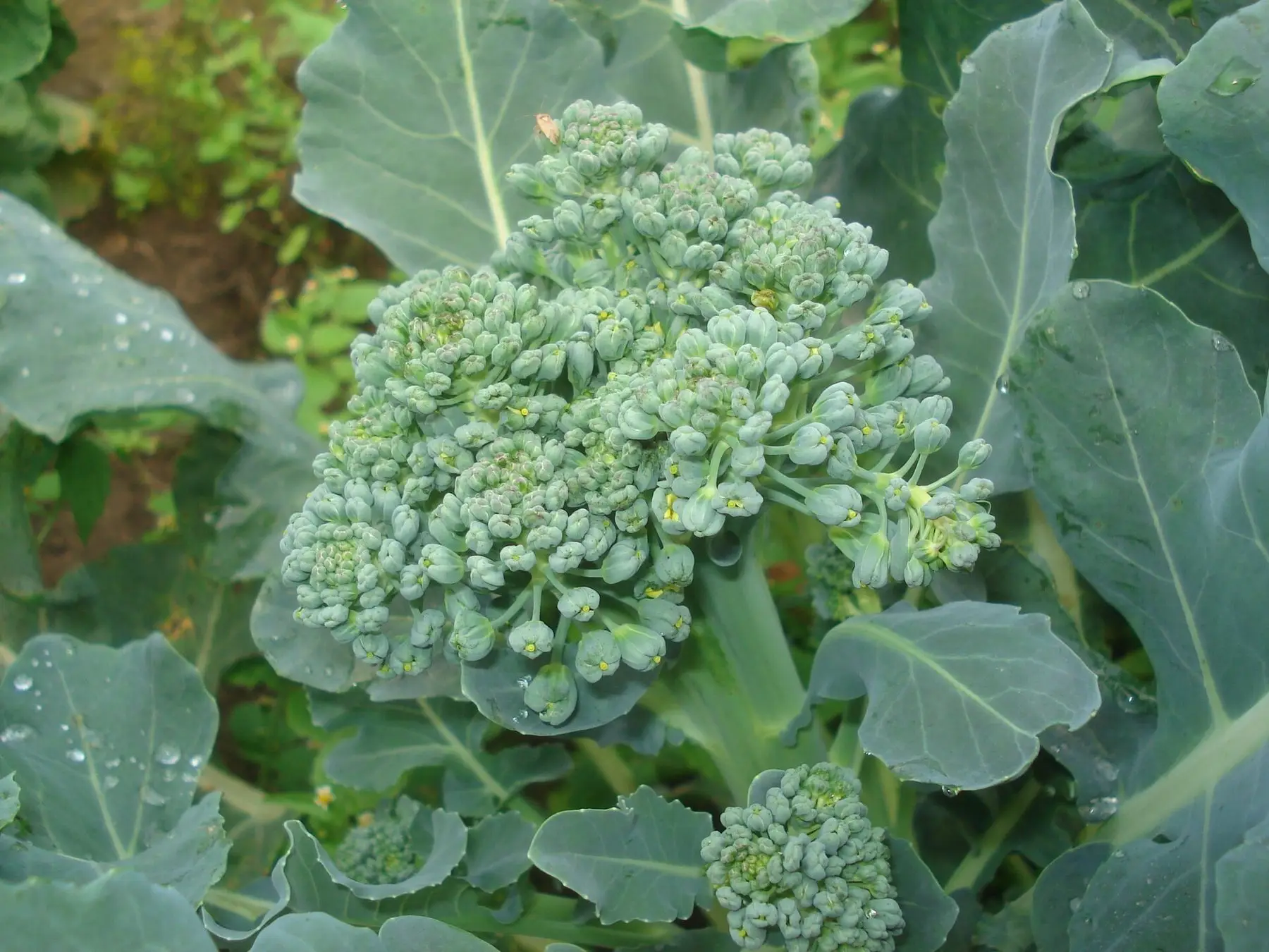 A broccoli head with tight buds surrounded by its leaves