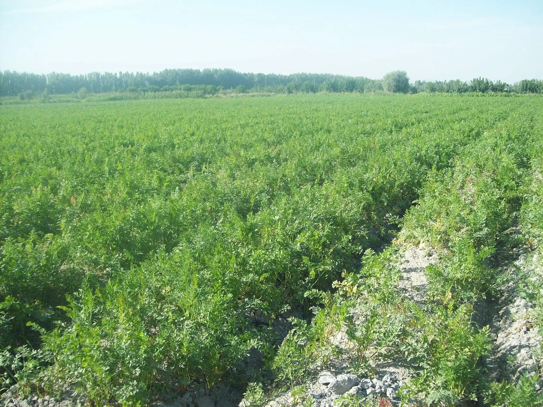 Rows of carrot foliage in an open field