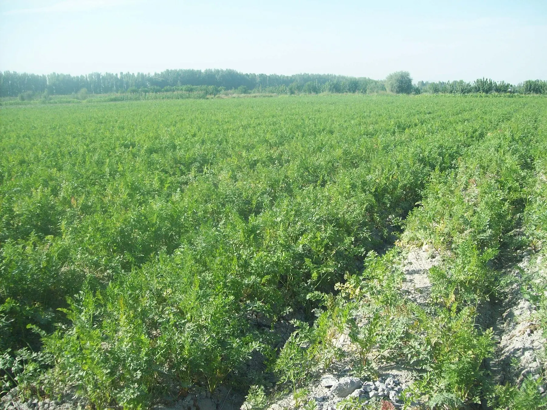 Rows of carrot foliage in an open field
