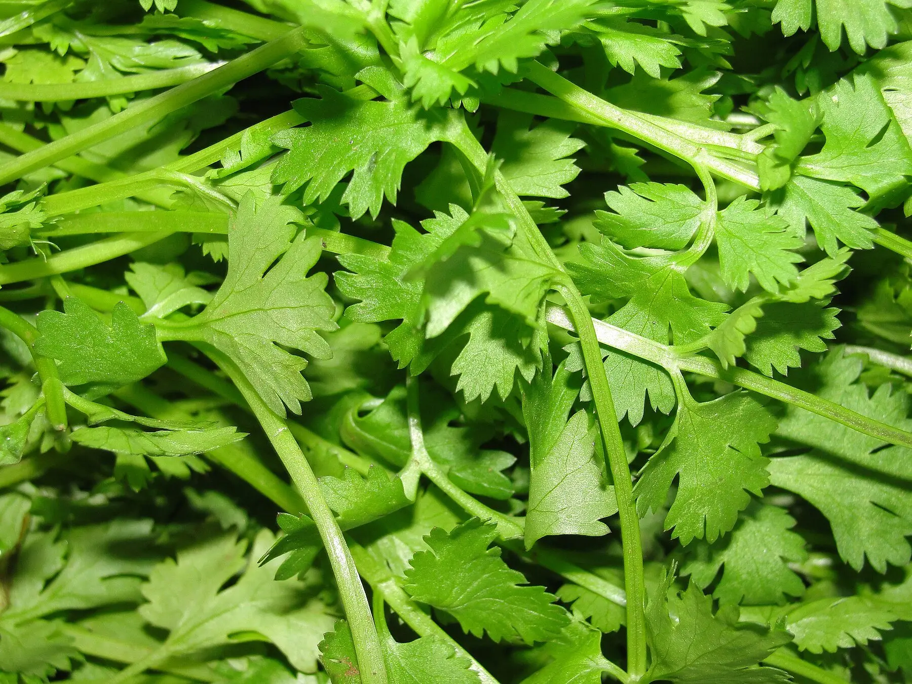 A dense stand of cilantro leaves