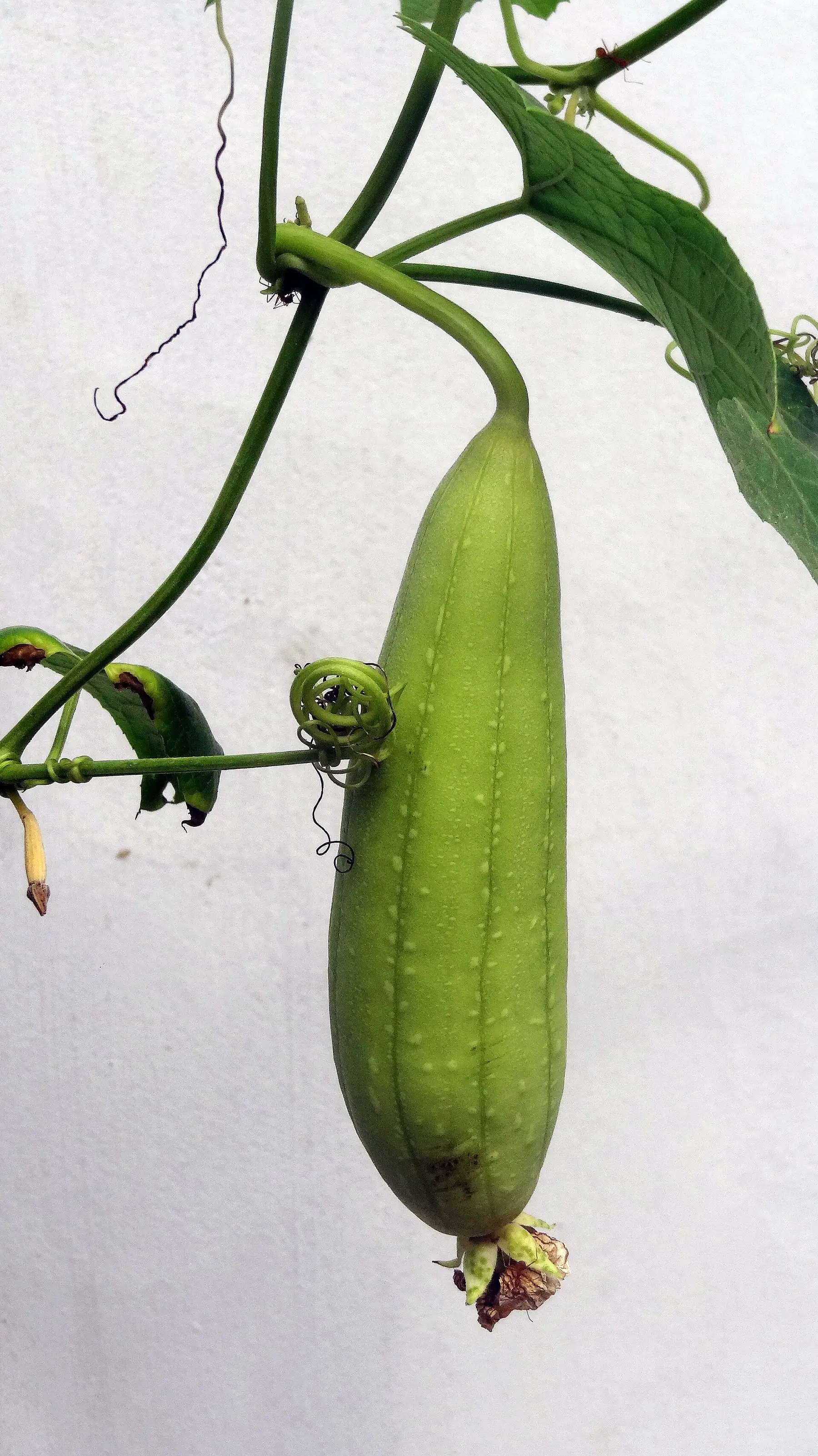 A cucumber hanging from its vine among the leaves